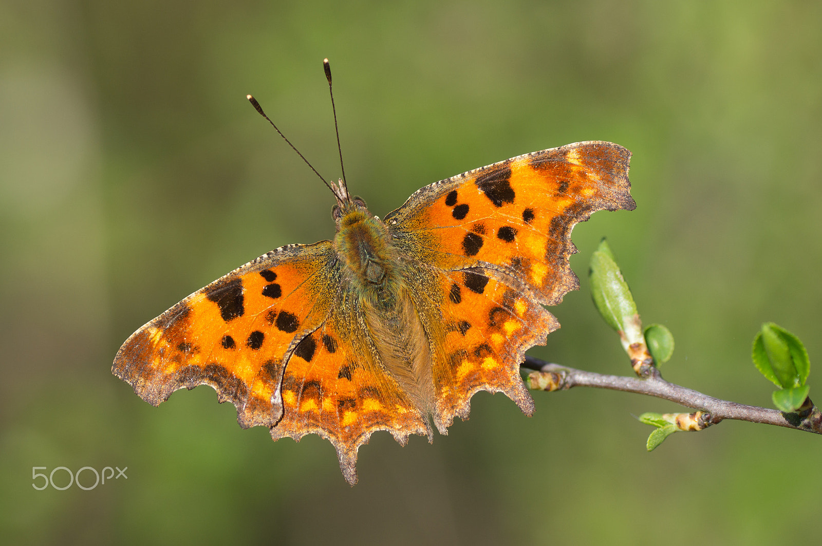 Sony SLT-A57 + Tamron SP AF 90mm F2.8 Di Macro sample photo. Comma photography