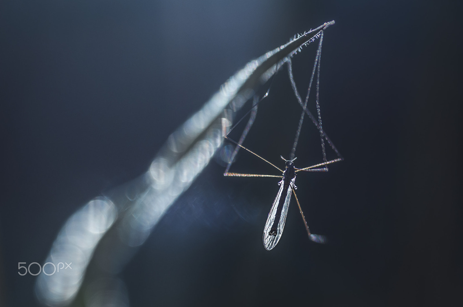 Tamron SP AF 90mm F2.8 Di Macro sample photo. Tipula dreams photography