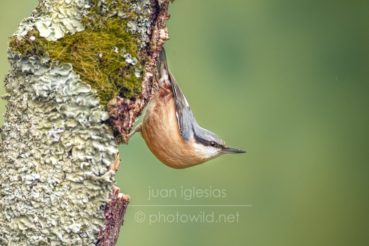 Nikon AF-S Nikkor 300mm F2.8G ED VR II sample photo. Trepador azul / nuthatch (sita europaea) photography