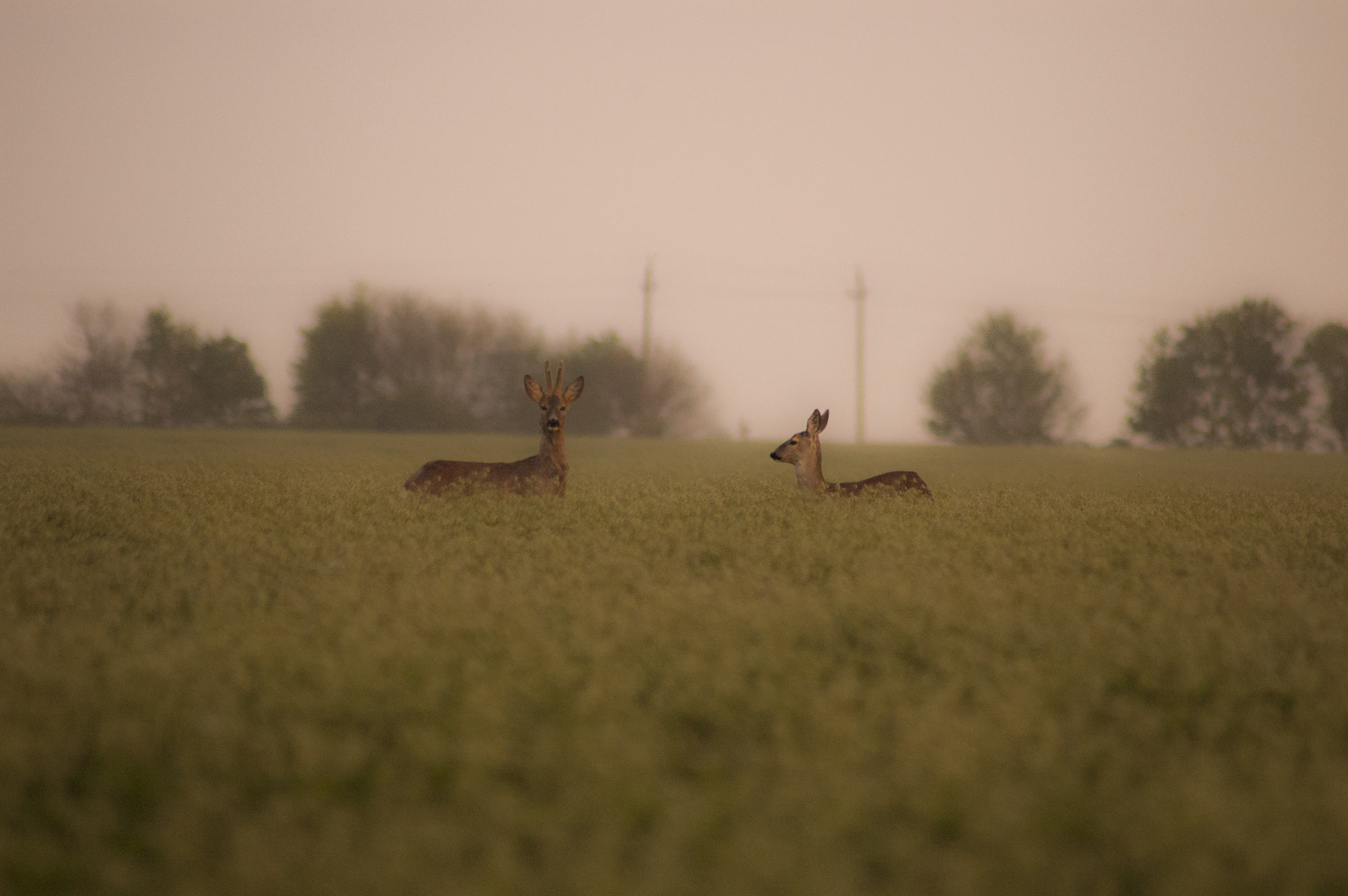 Nikon D70s sample photo