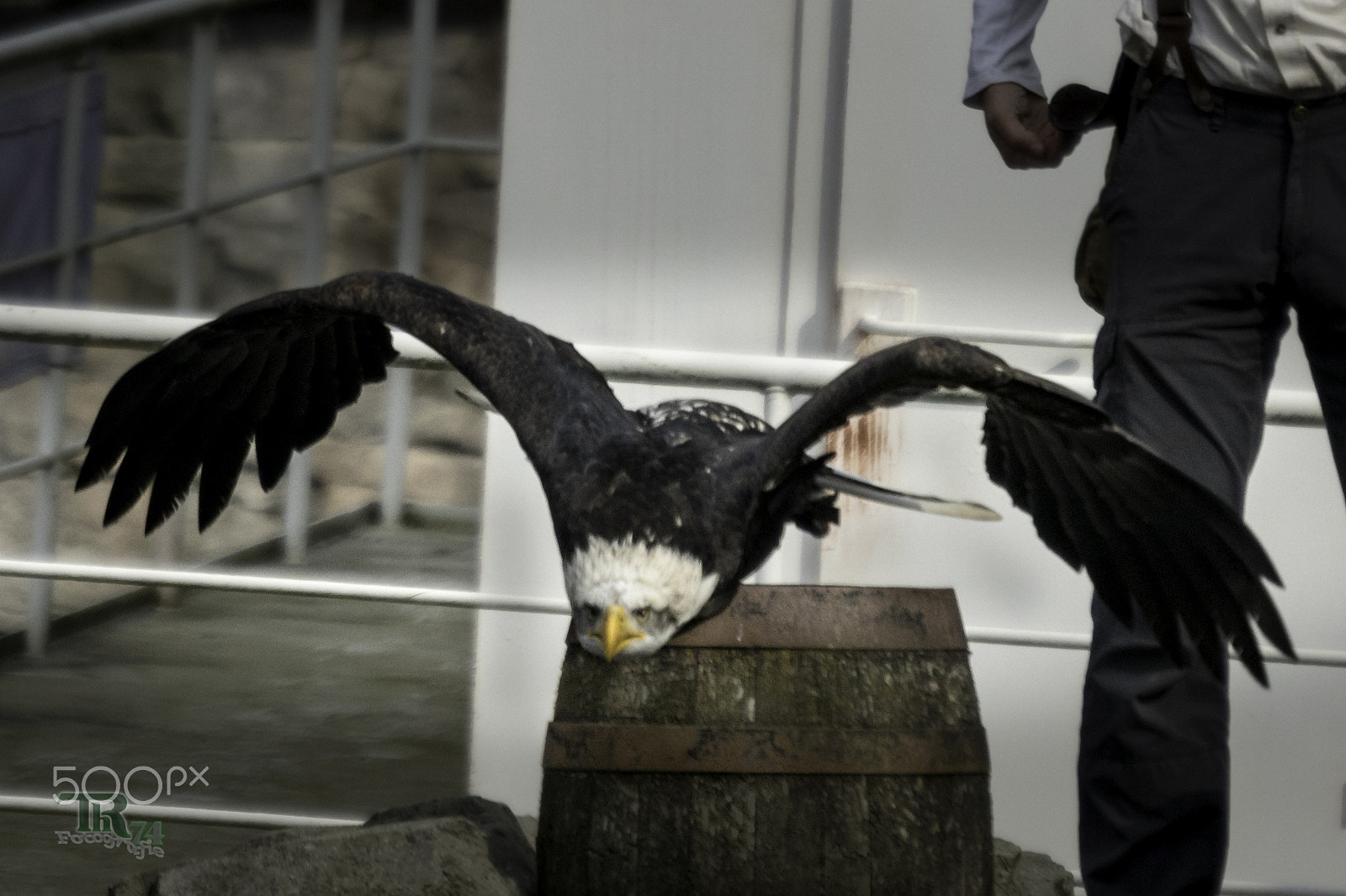 Sony ILCA-77M2 + Minolta AF 300mm F2.8 HS-APO G sample photo. Bald eagle starting photography