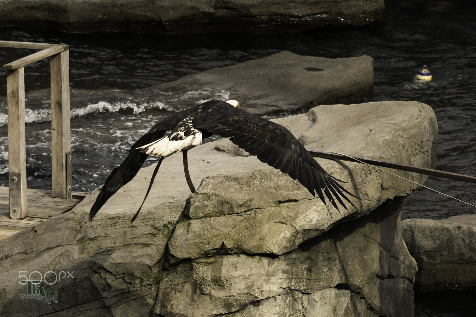 Sony ILCA-77M2 sample photo. Bald eagle flying photography