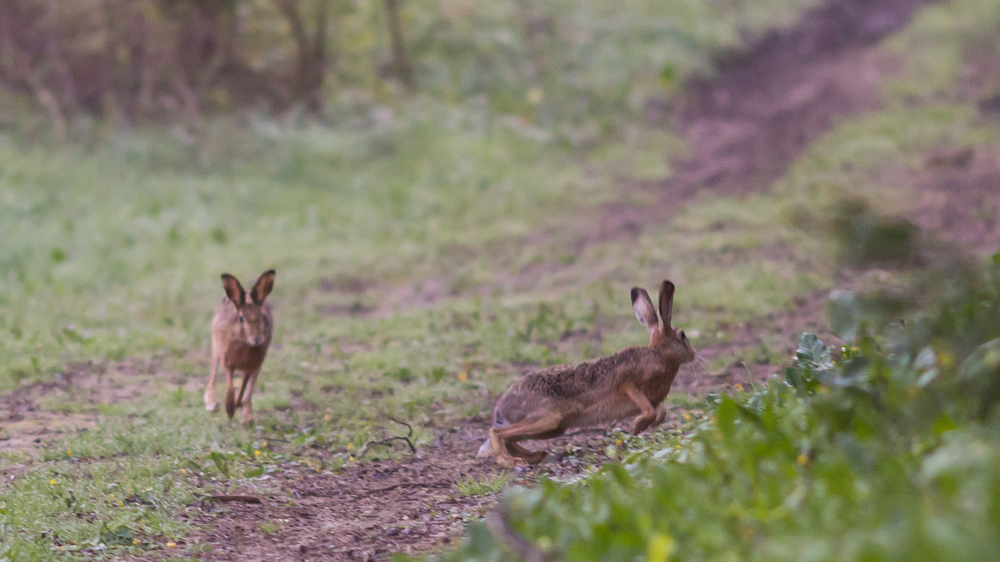 Canon EOS 60D + Canon EF 200mm F2.8L II USM sample photo. Rabbits photography