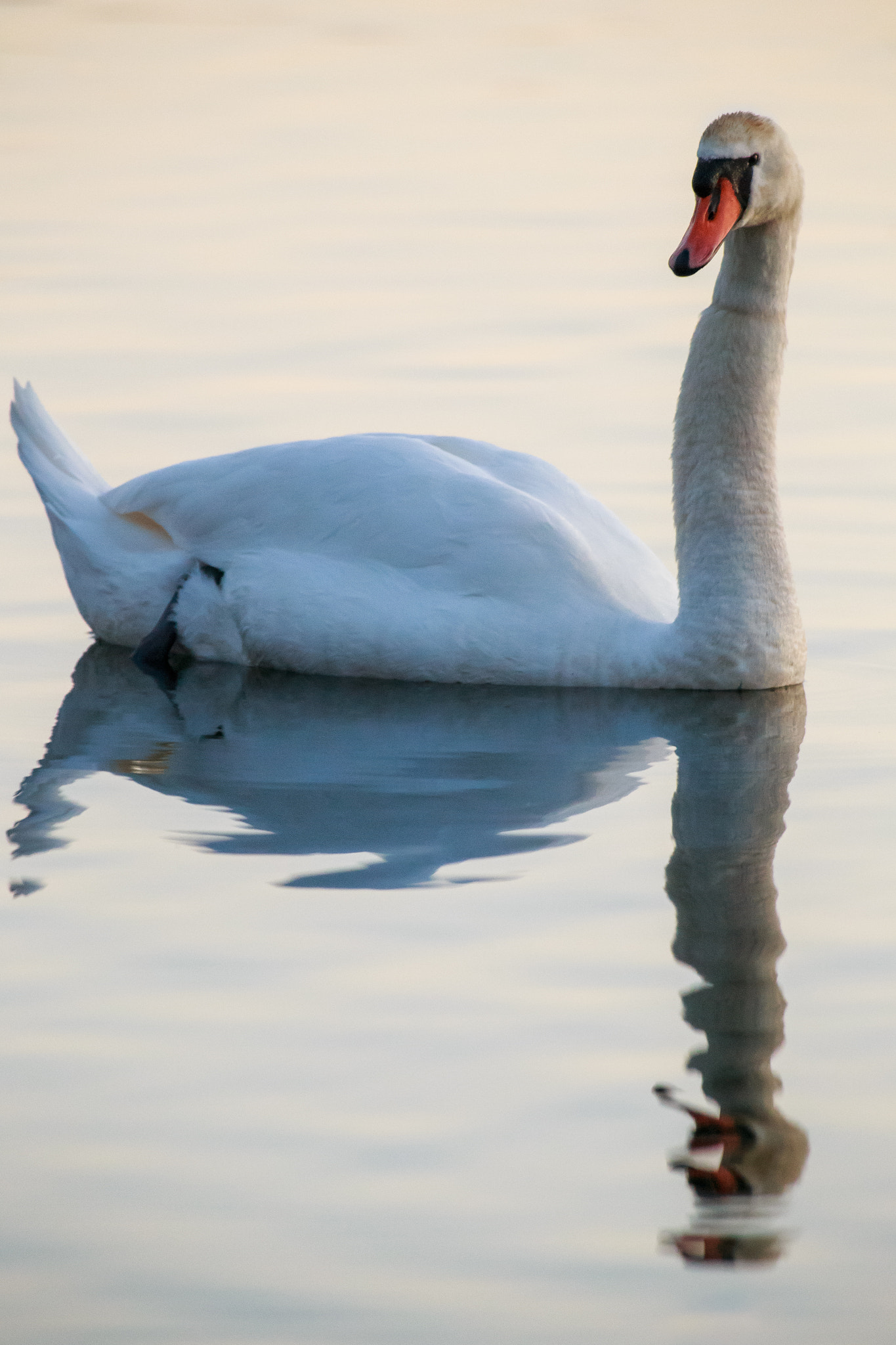 Canon EOS 6D + Canon EF 300mm f/2.8L + 2x sample photo. Swan photography