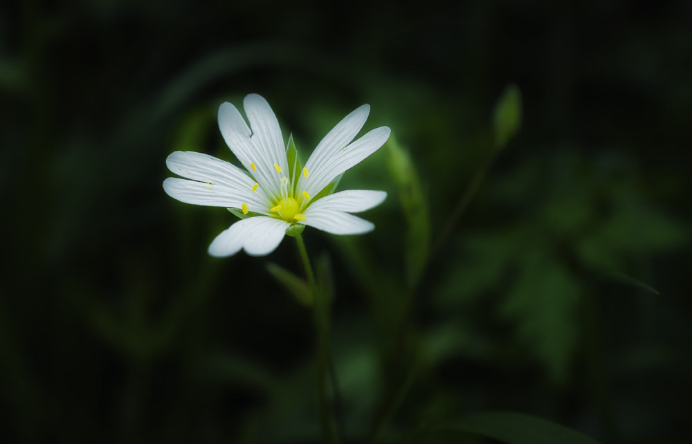 Nikon D90 + AF Zoom-Nikkor 28-85mm f/3.5-4.5 sample photo. * photography