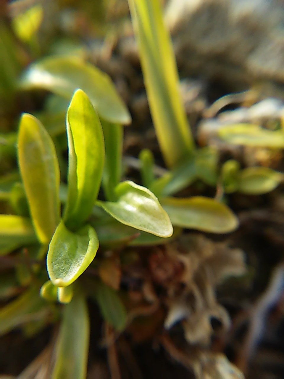 LG L90 sample photo. Grass. photography