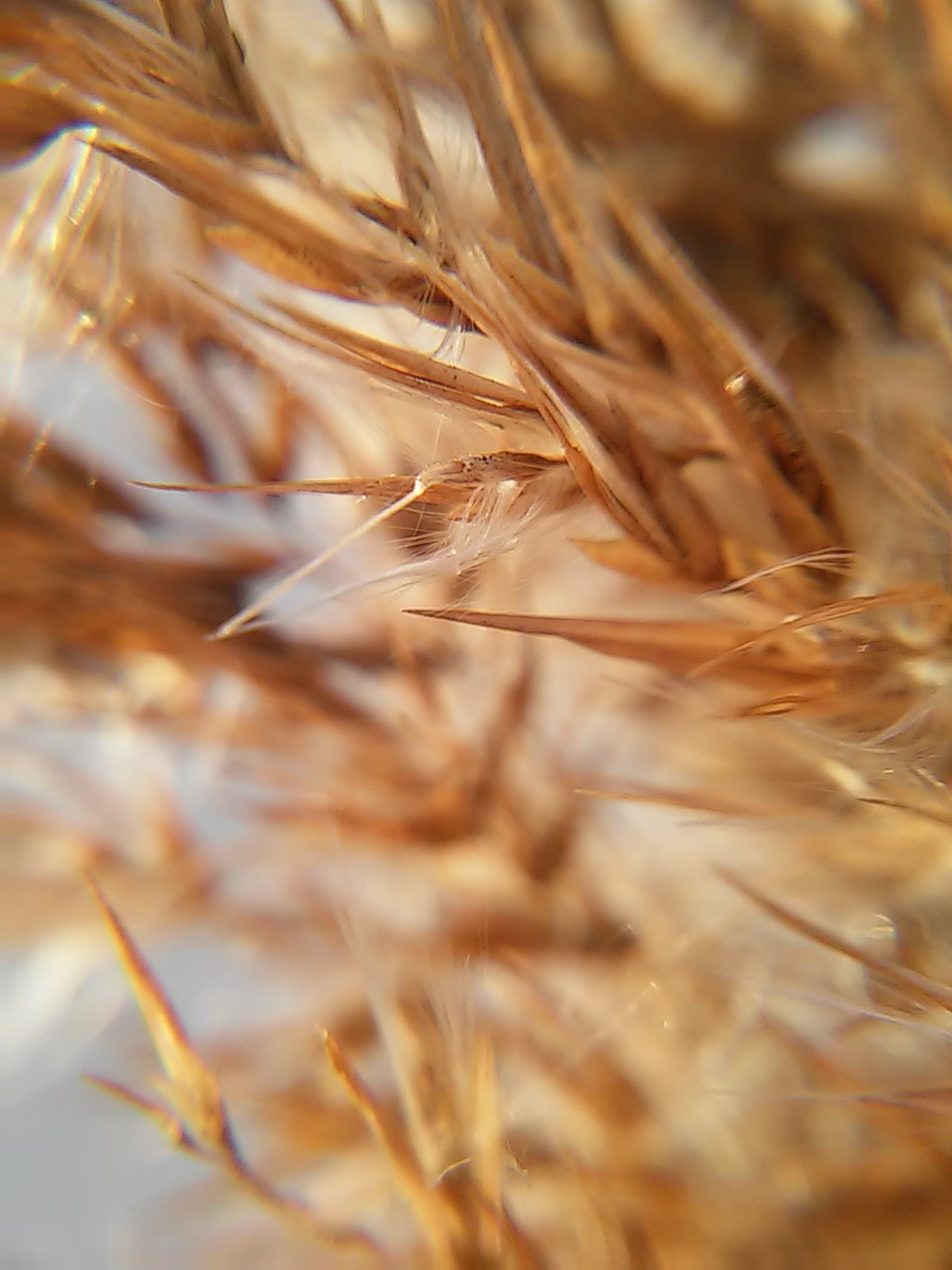 LG L90 sample photo