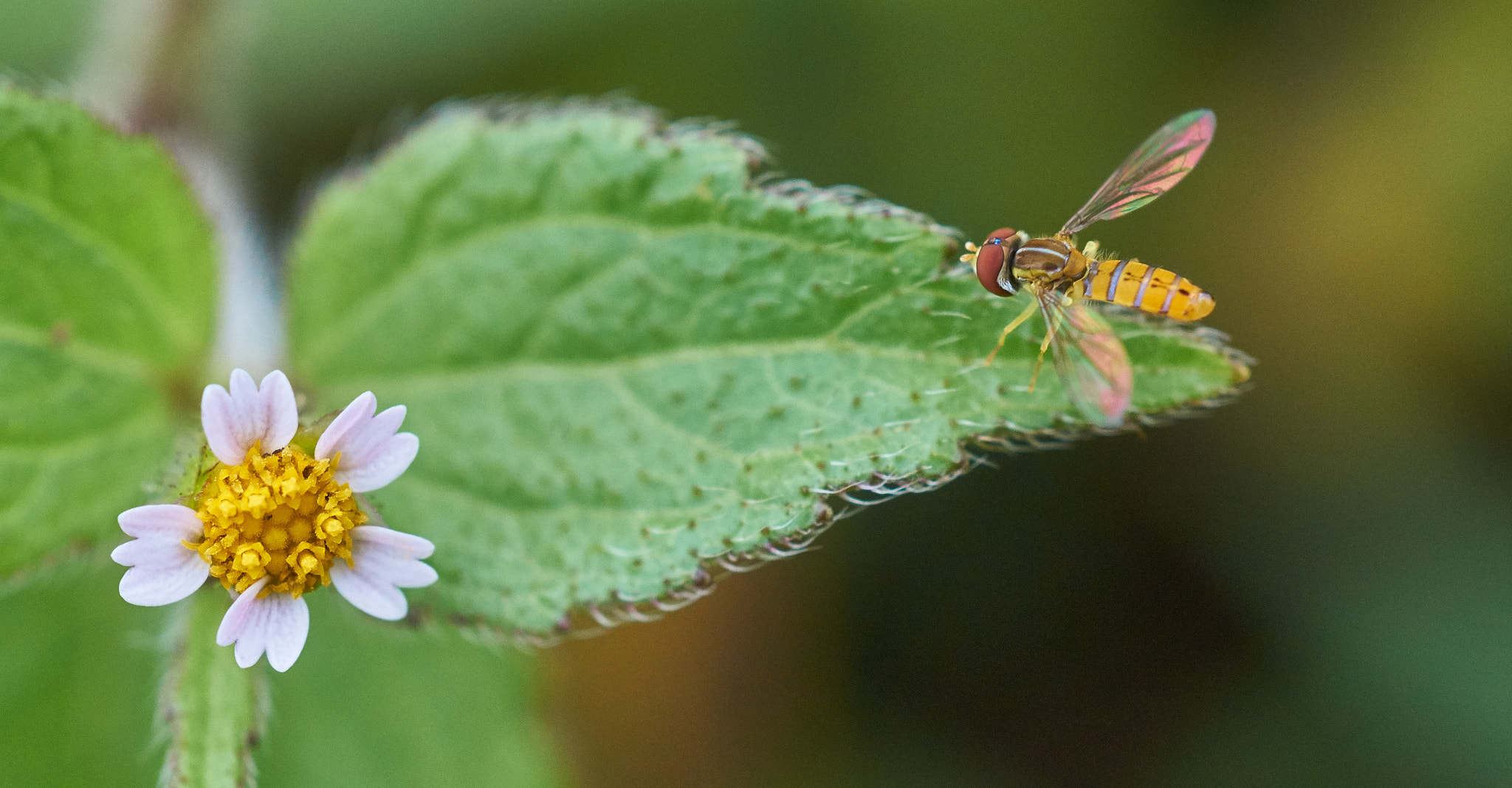 Sony SLT-A58 + MACRO 50mm F2.8 sample photo. Searching for food  photography