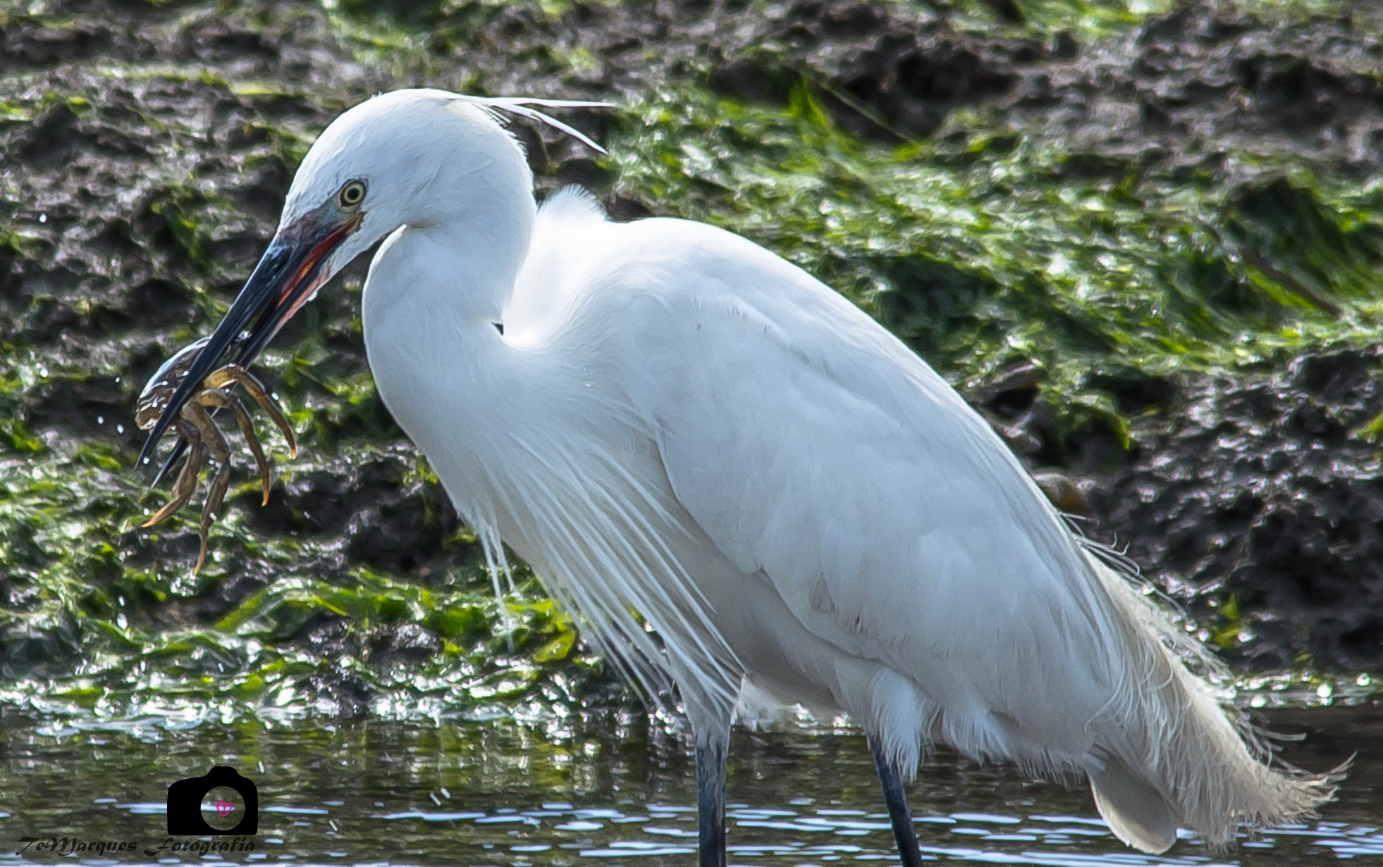 Nikon D5200 + Sigma 150-500mm F5-6.3 DG OS HSM sample photo. Eating time photography