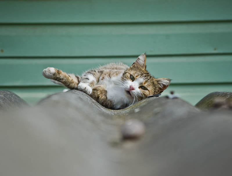 Sigma 70-300mm F4-5.6 APO DG Macro sample photo. Yalta cats / Ялтинские коты photography