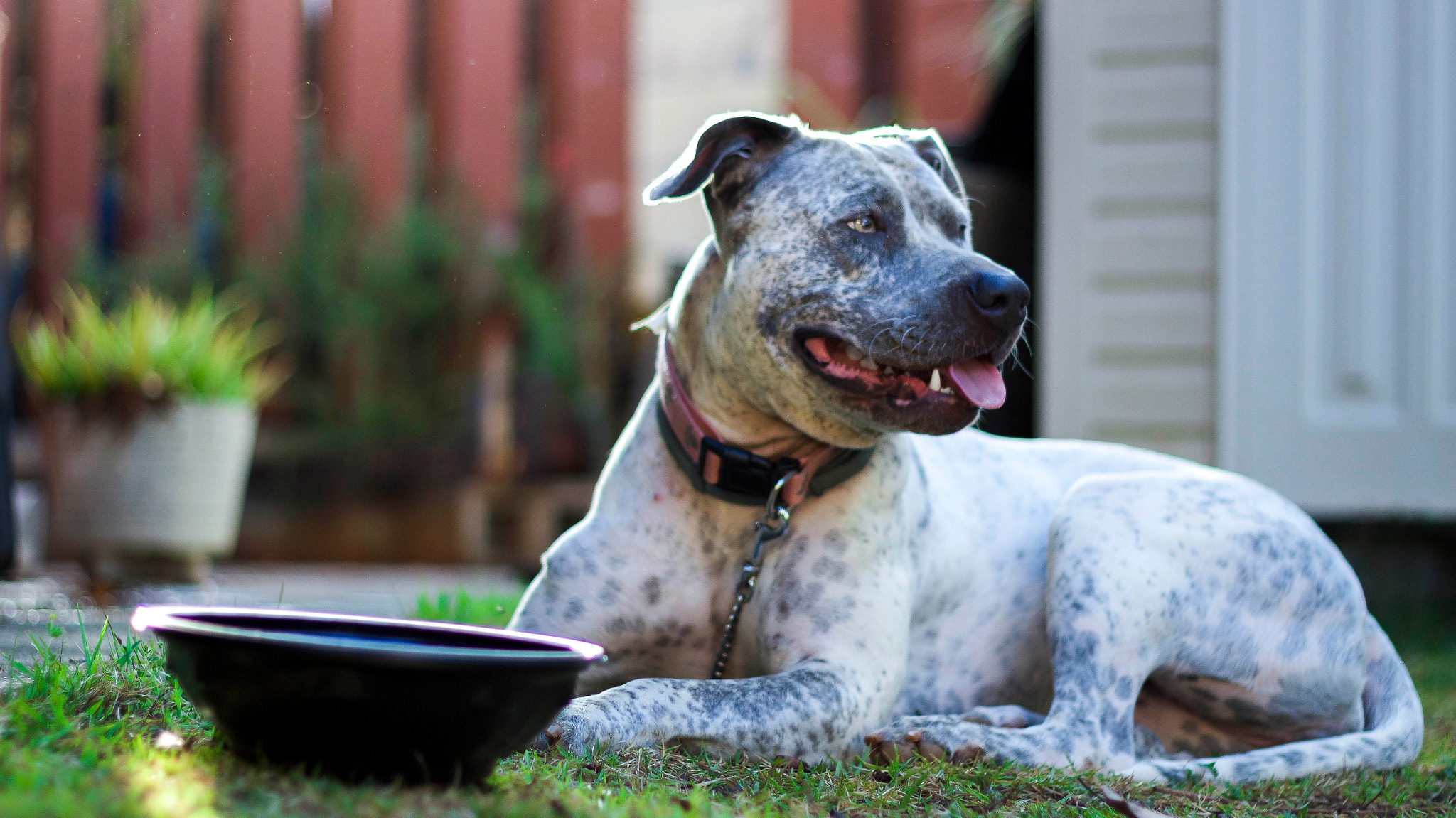 Canon EOS 100D (EOS Rebel SL1 / EOS Kiss X7) + Canon EF 50mm F1.8 II sample photo. Sammie the pitbull photography