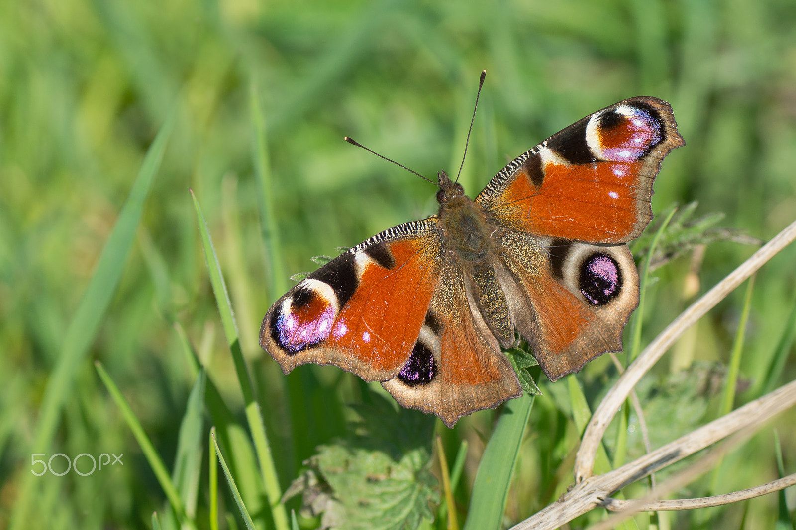Tamron SP AF 90mm F2.8 Di Macro sample photo. European peacock photography