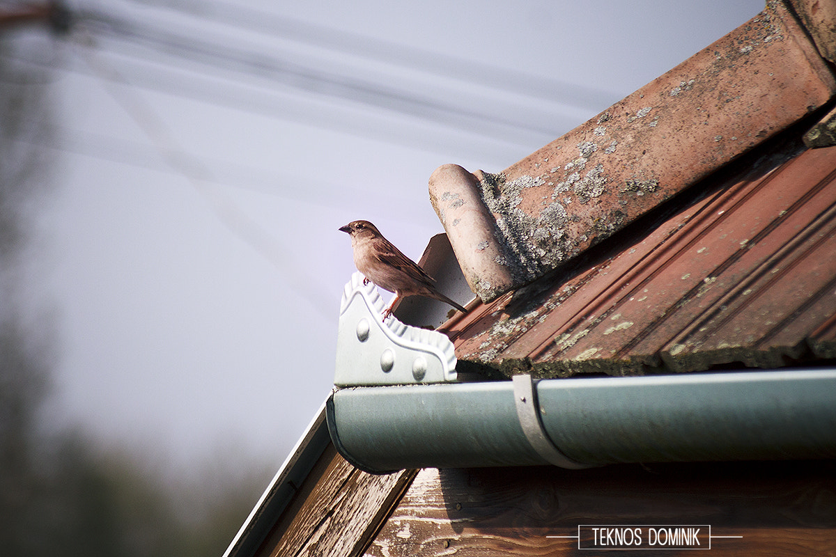 Sigma 55-200mm f/4-5.6 DC sample photo. Őr madár (guard bird) photography