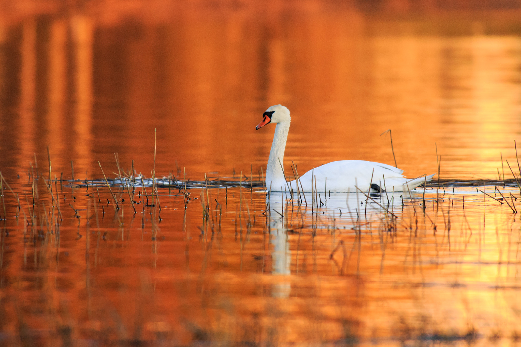 Canon EOS 6D + Canon EF 300mm f/2.8L + 2x sample photo. Golden sea photography