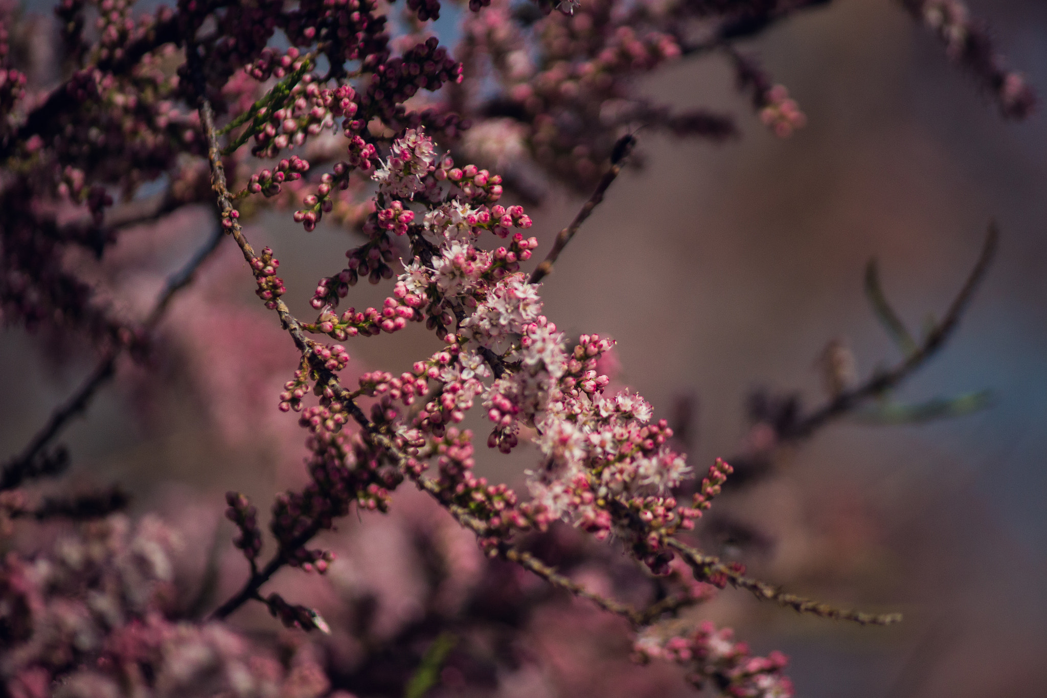 Canon EF-S 55-250mm F4-5.6 IS sample photo. Spring air photography