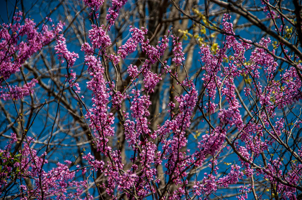 Pentax K20D sample photo. Trip down rt photography
