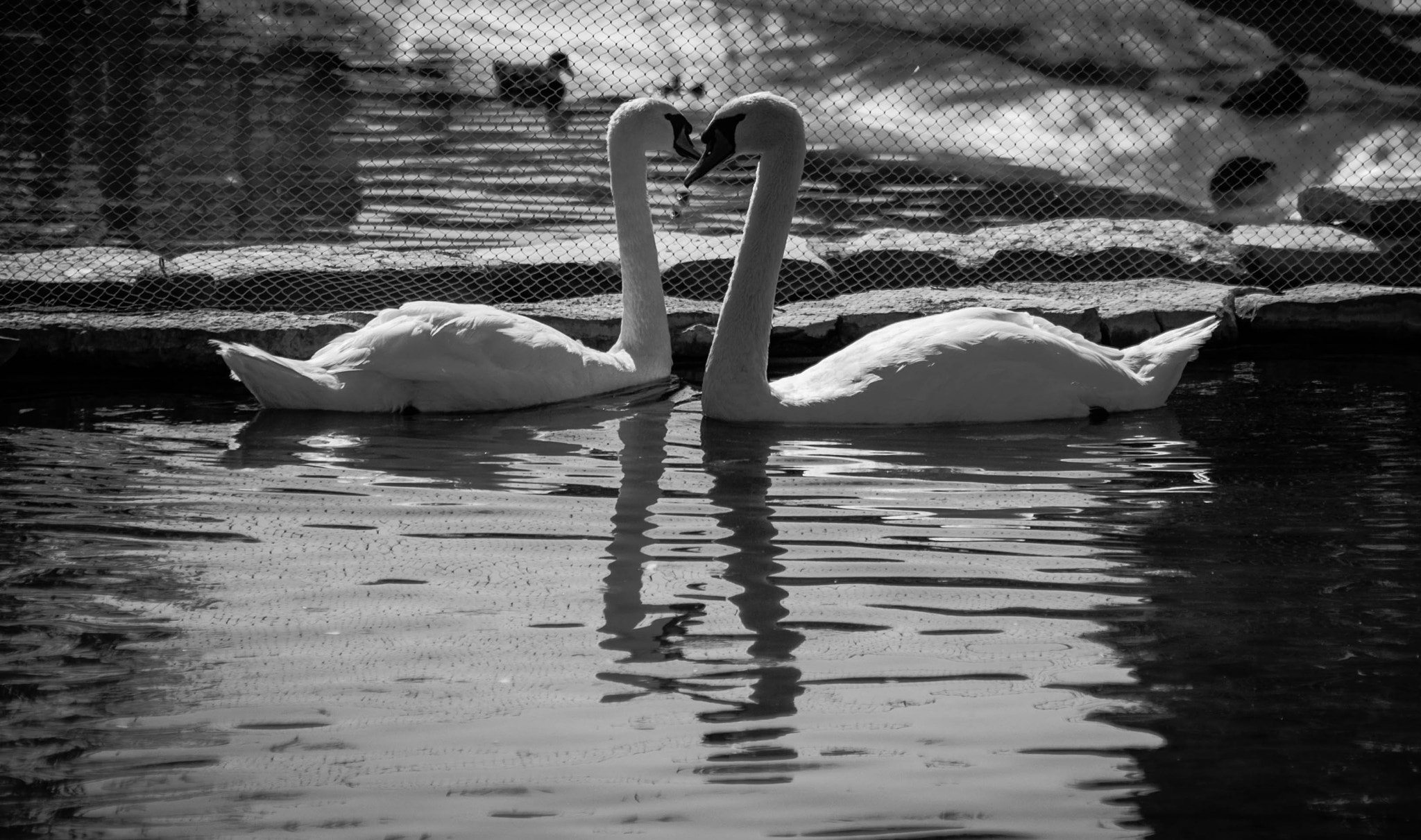 Sigma 70-300mm F4-5.6 APO DG Macro sample photo. Swan love photography