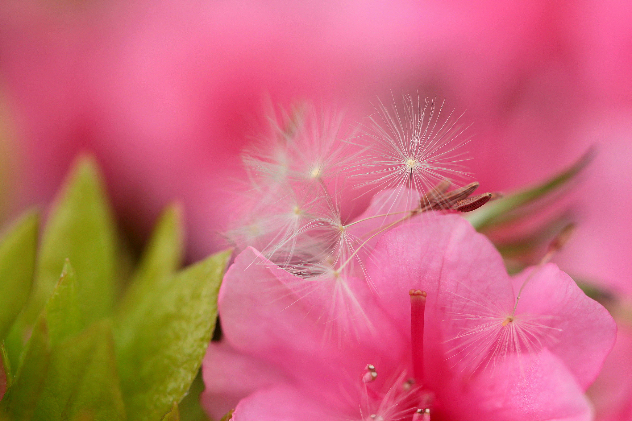 Canon EOS 650D (EOS Rebel T4i / EOS Kiss X6i) sample photo. Pink and green photography