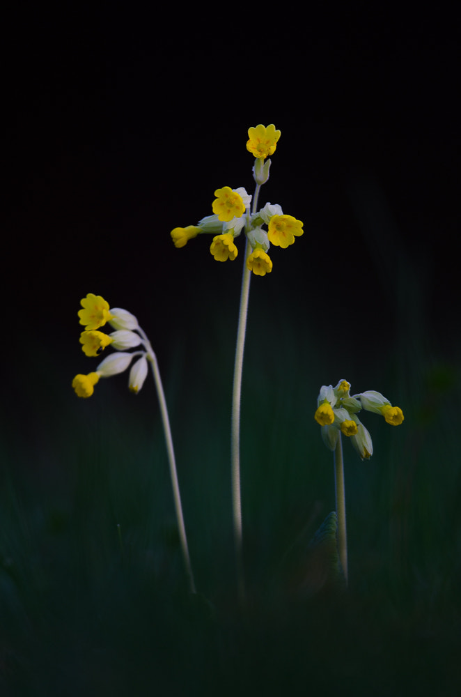 Nikon D5100 + Nikon AF-S Nikkor 300mm F4D ED-IF sample photo. Schlüsselblume photography