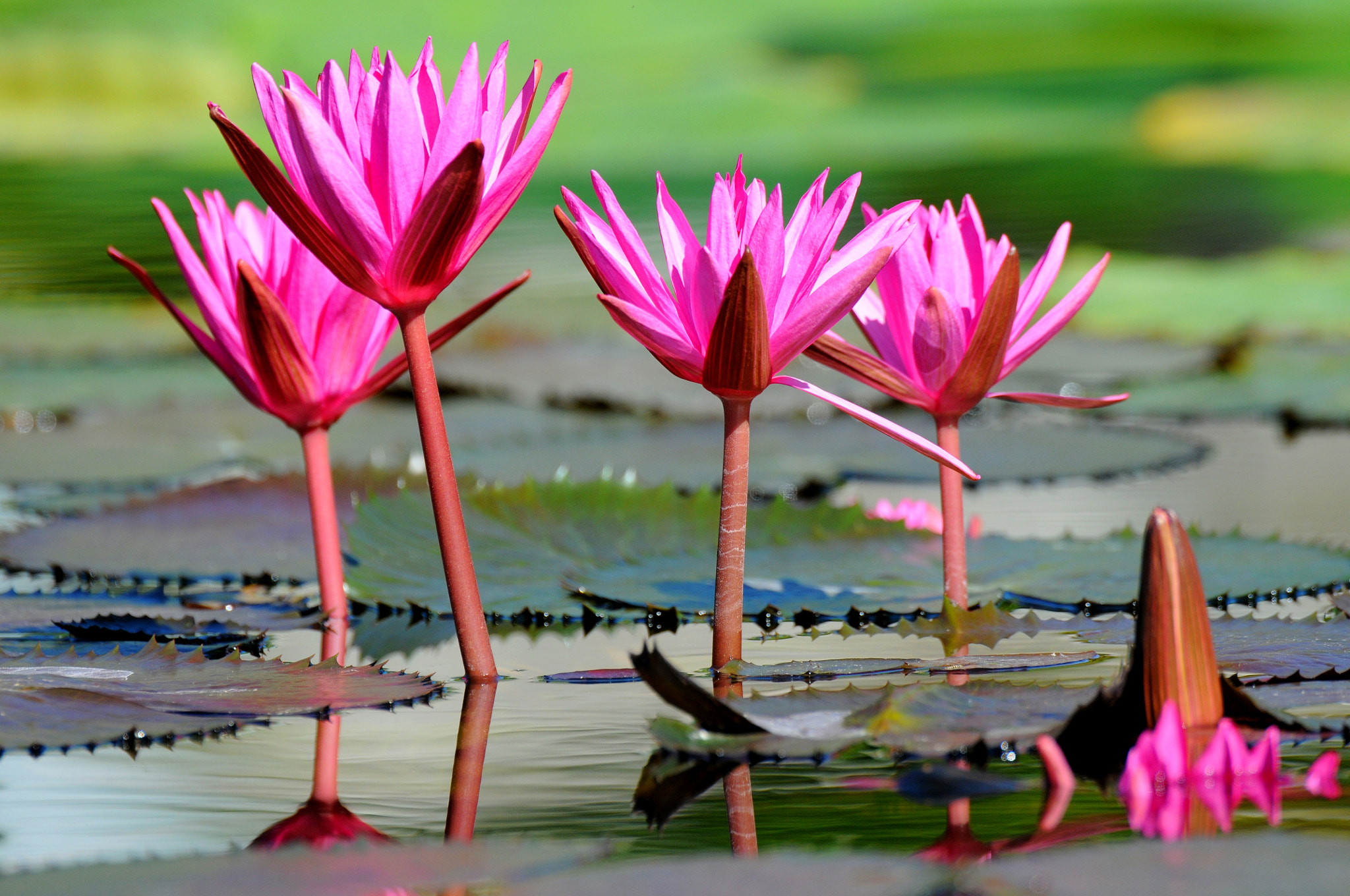 Nikon D300 + AF-S Nikkor 600mm f/4D IF-ED sample photo. Water lily photography