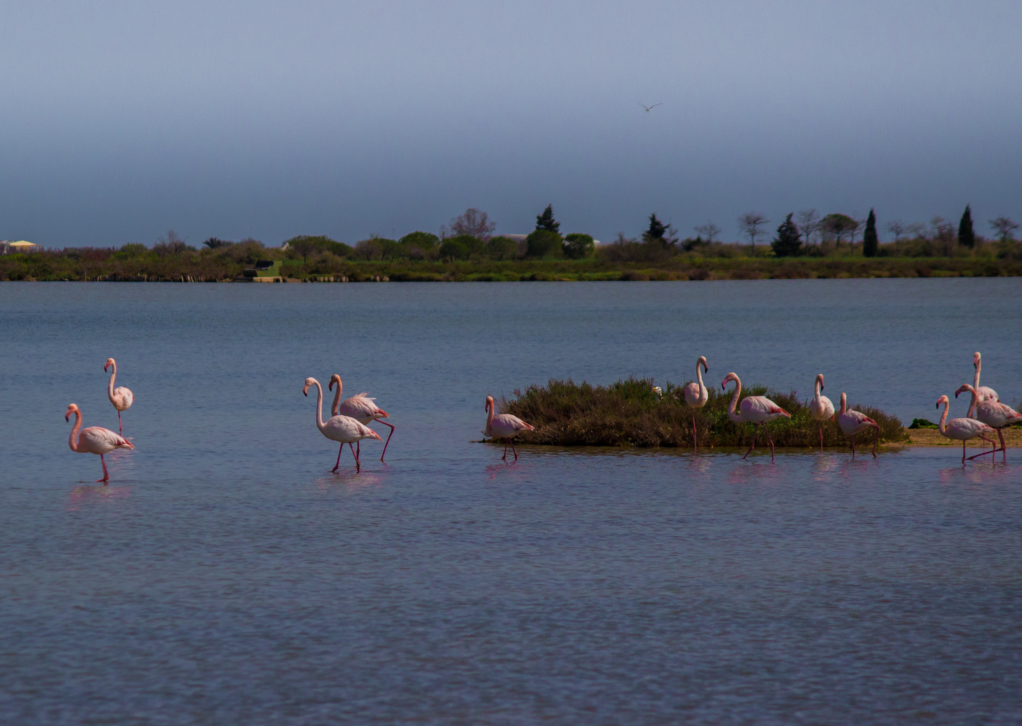 Canon EF-S 55-250mm F4-5.6 IS sample photo. Pink reflections photography