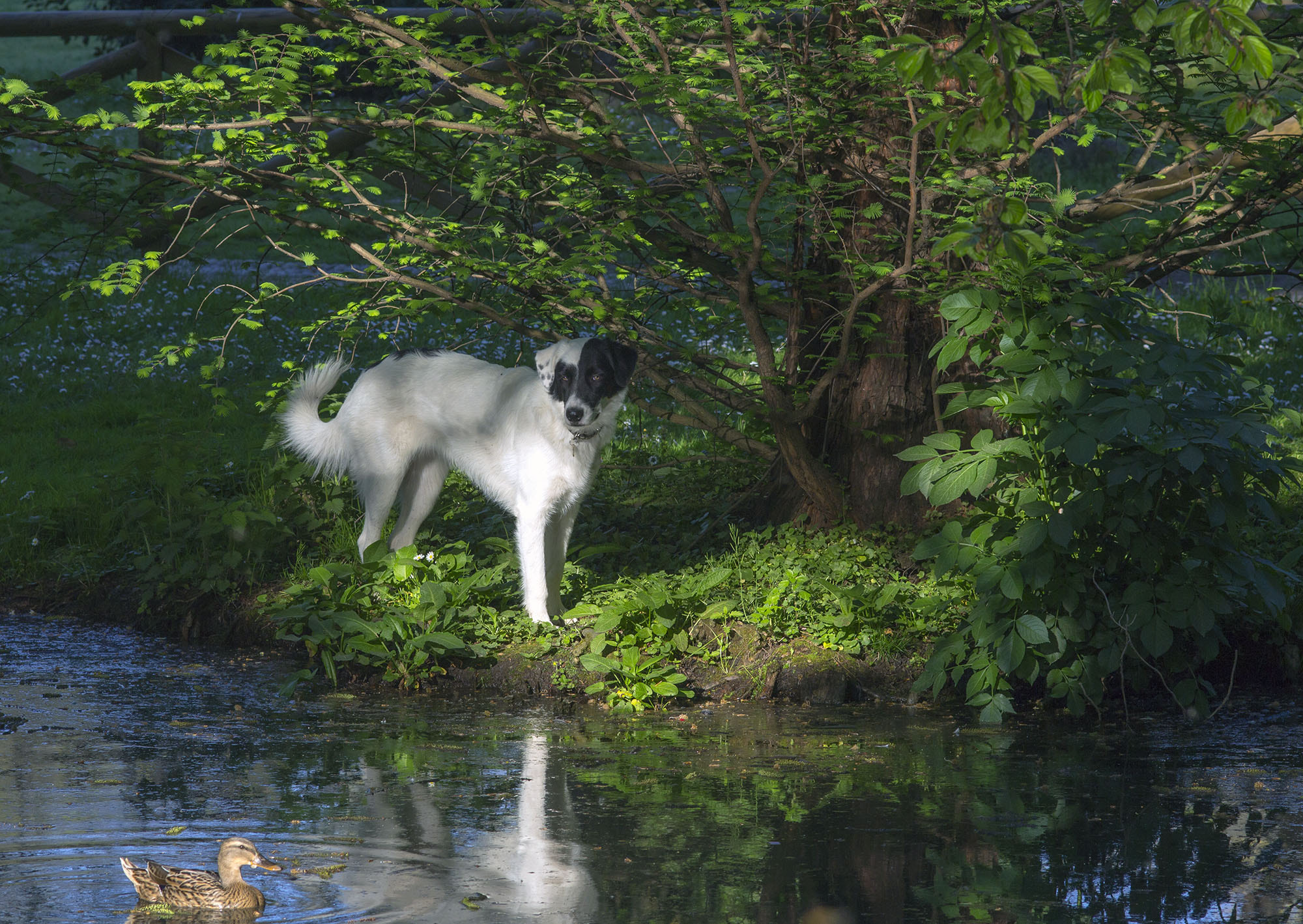 Canon EOS 700D (EOS Rebel T5i / EOS Kiss X7i) + Sigma 105mm F2.8 EX DG Macro sample photo. Dog & duck photography
