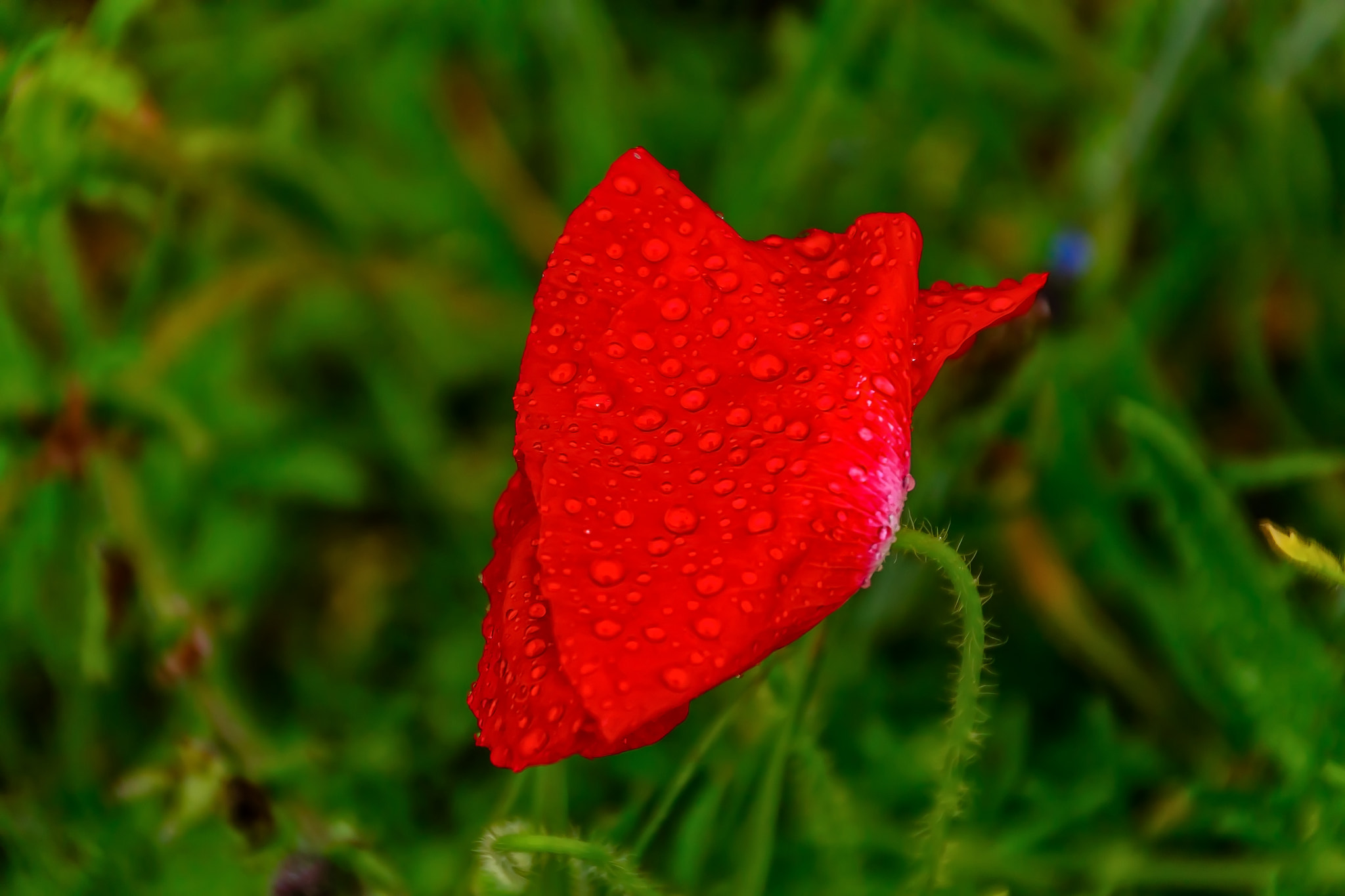 Canon EOS 40D sample photo. Raindrops photography