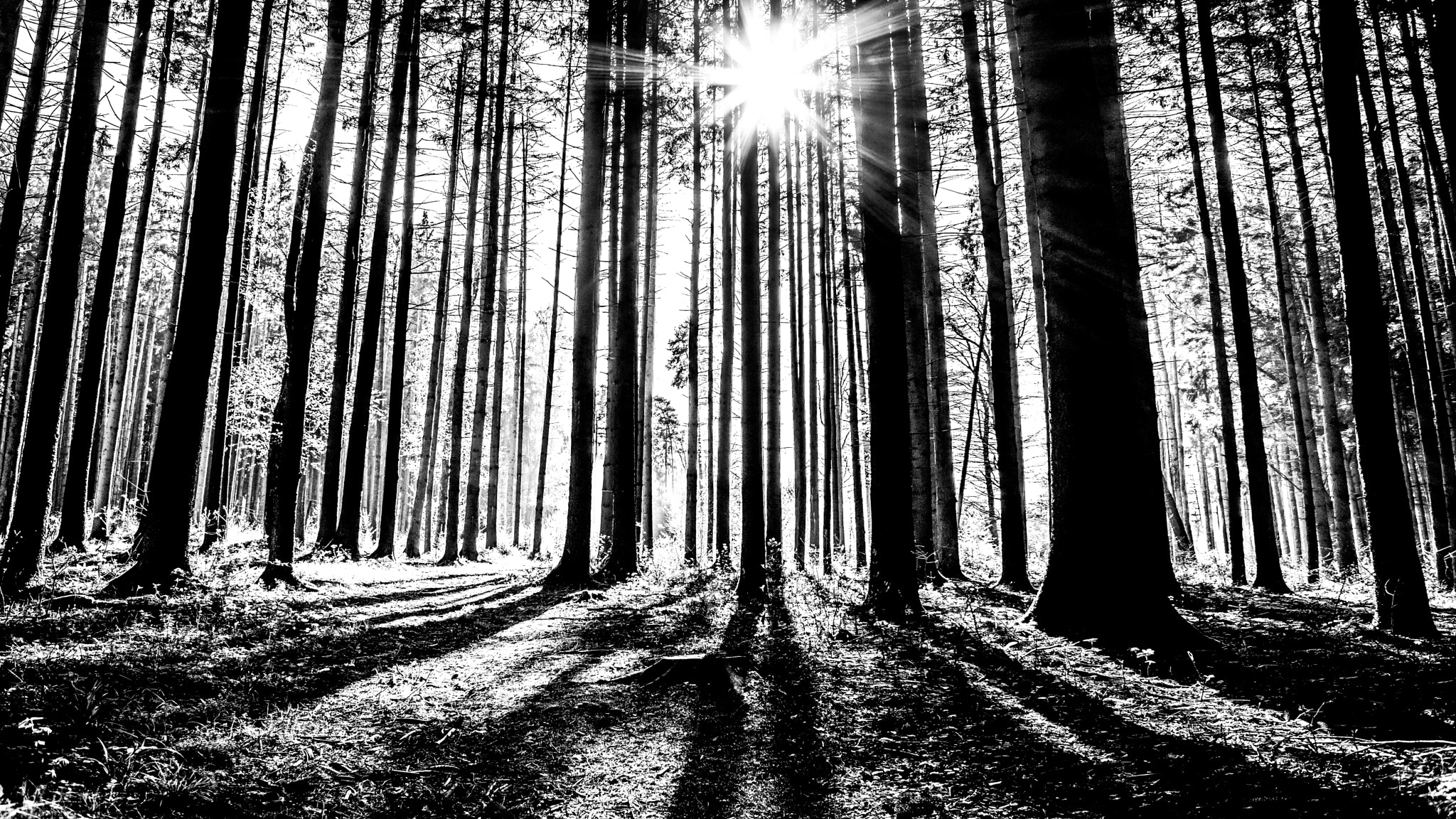 Canon EF 28mm F2.8 sample photo. Wood photography