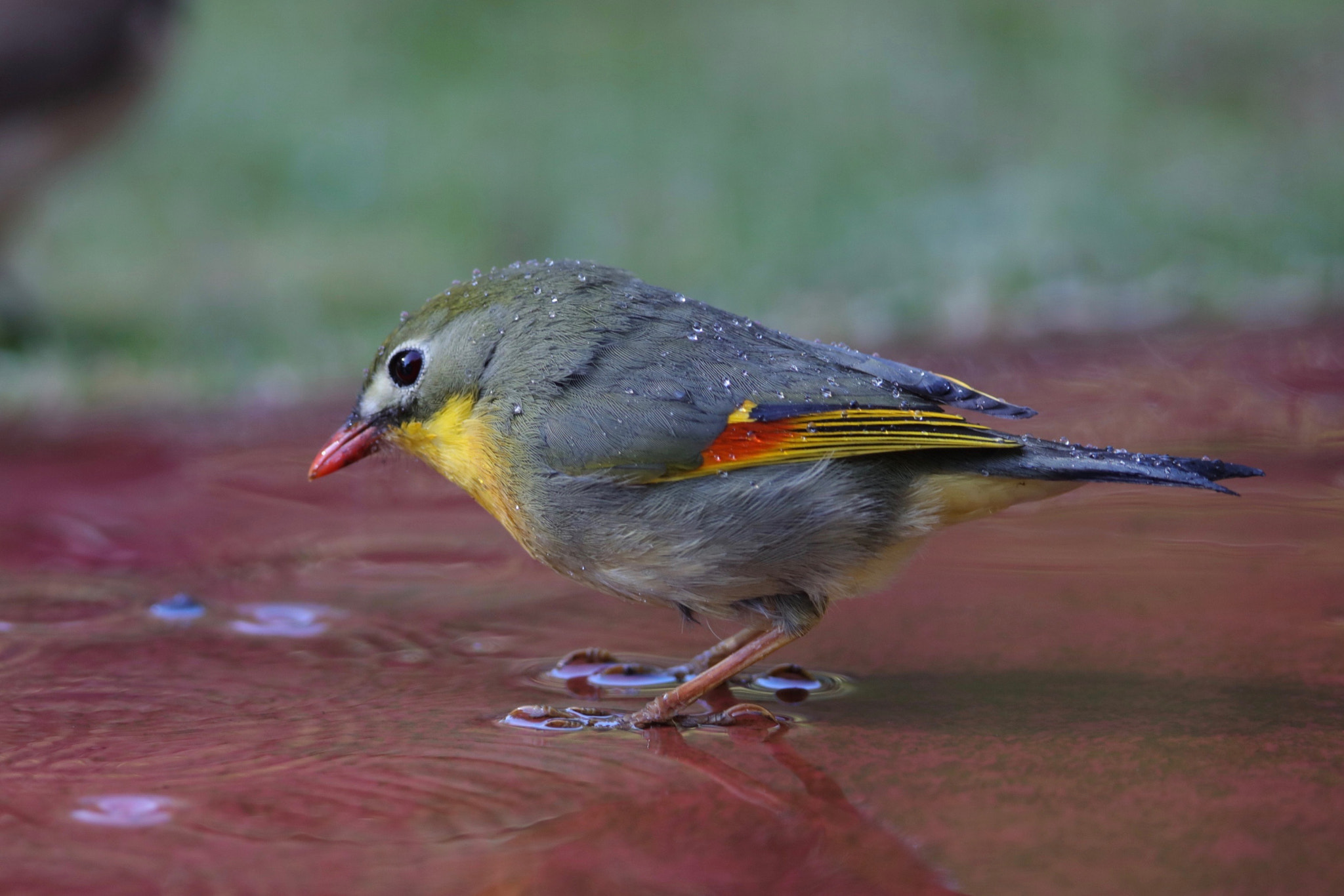 Canon EF 400mm F2.8L IS II USM sample photo. Wet &wild photography