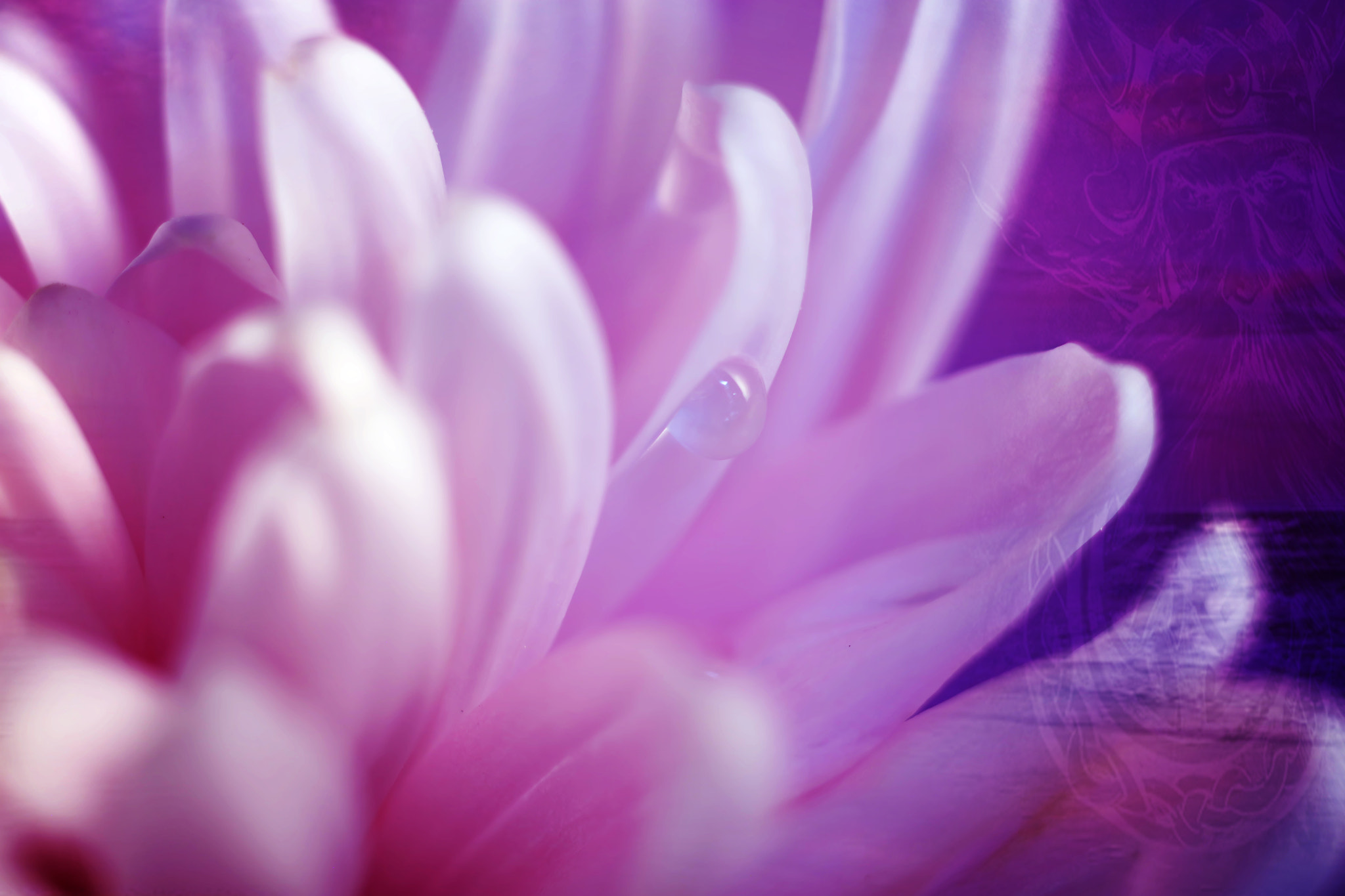 Canon EF 50mm F2.5 Macro sample photo. The storm within photography