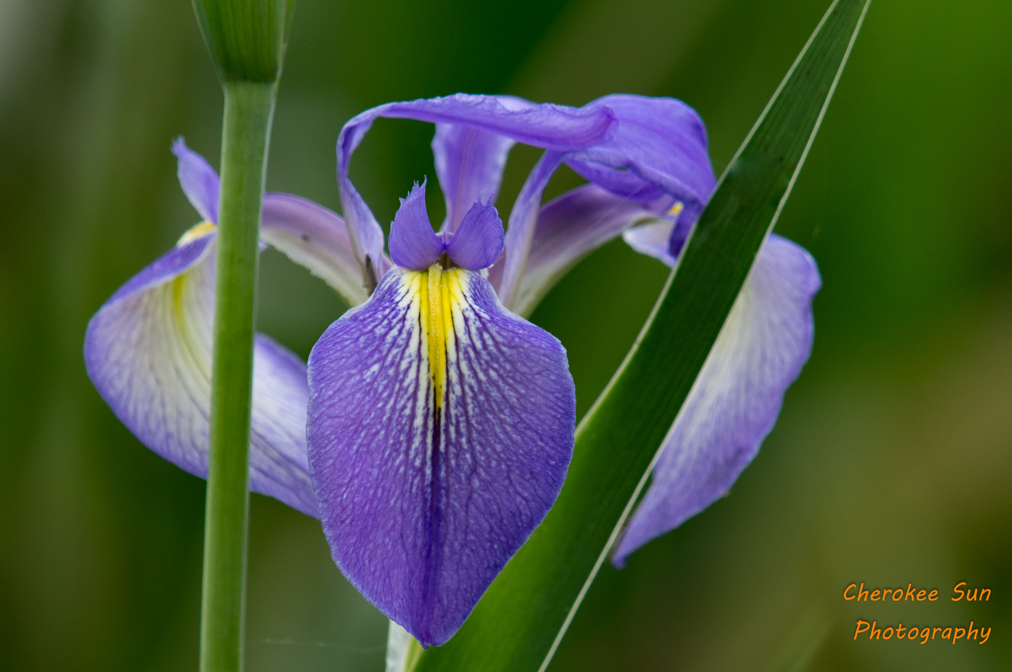 Sony SLT-A57 sample photo. Lake iris photography