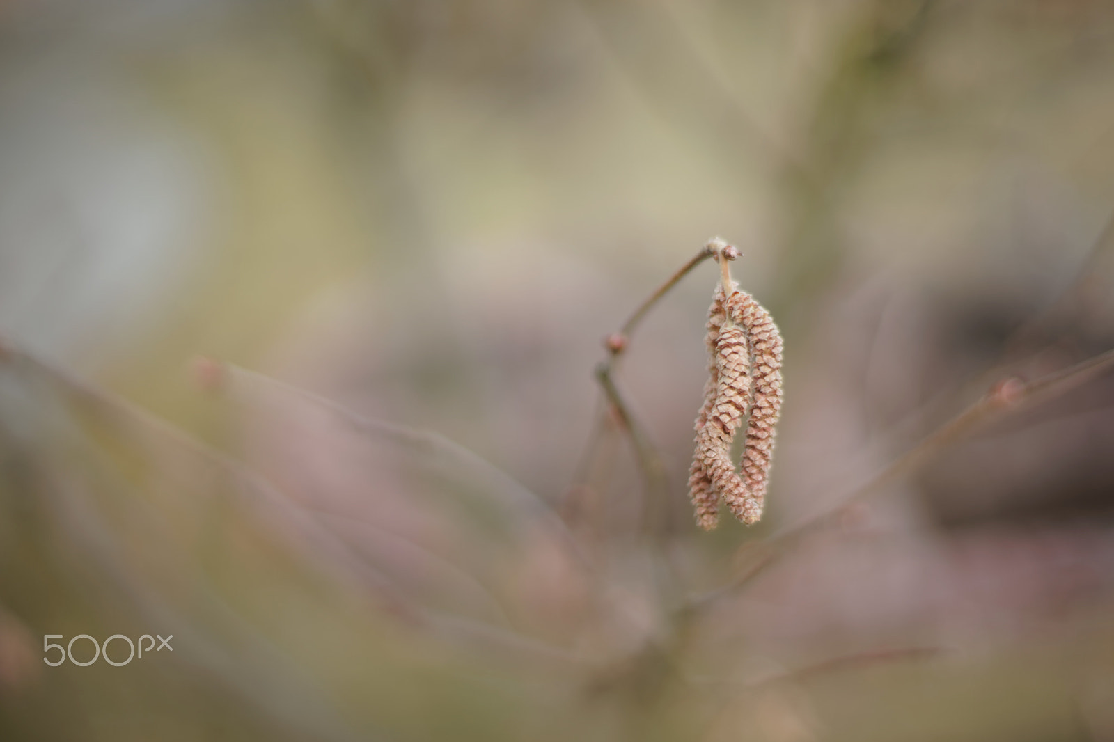 Sony a7 + Canon EF 50mm F1.4 USM sample photo. Catkins photography