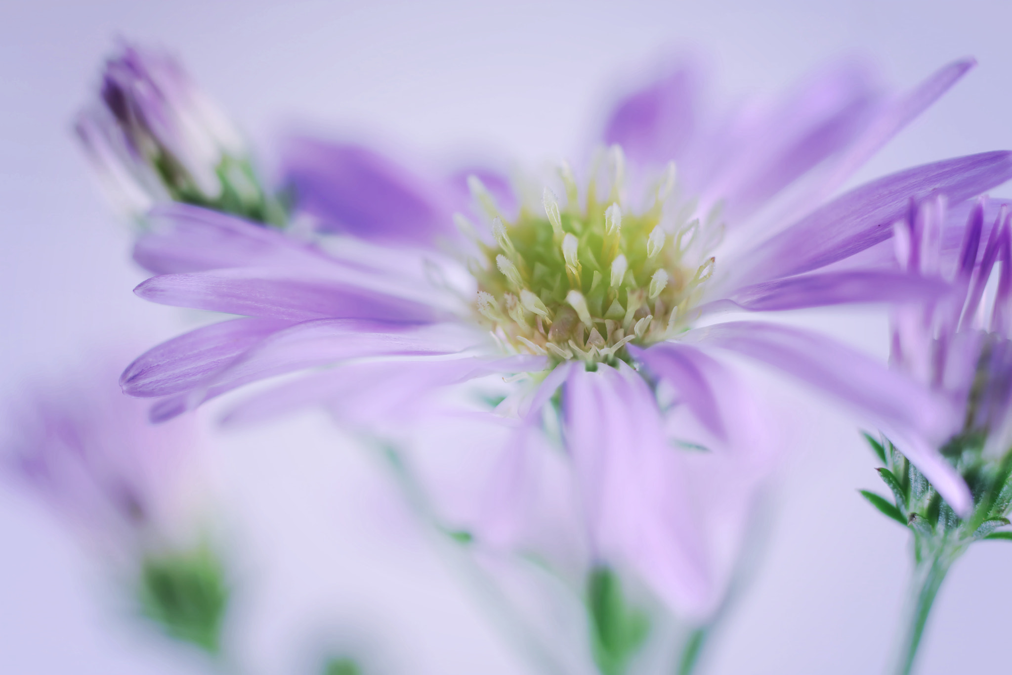 Canon EF 50mm F2.5 Macro sample photo. How do you hold a moonbeam in your hand? photography