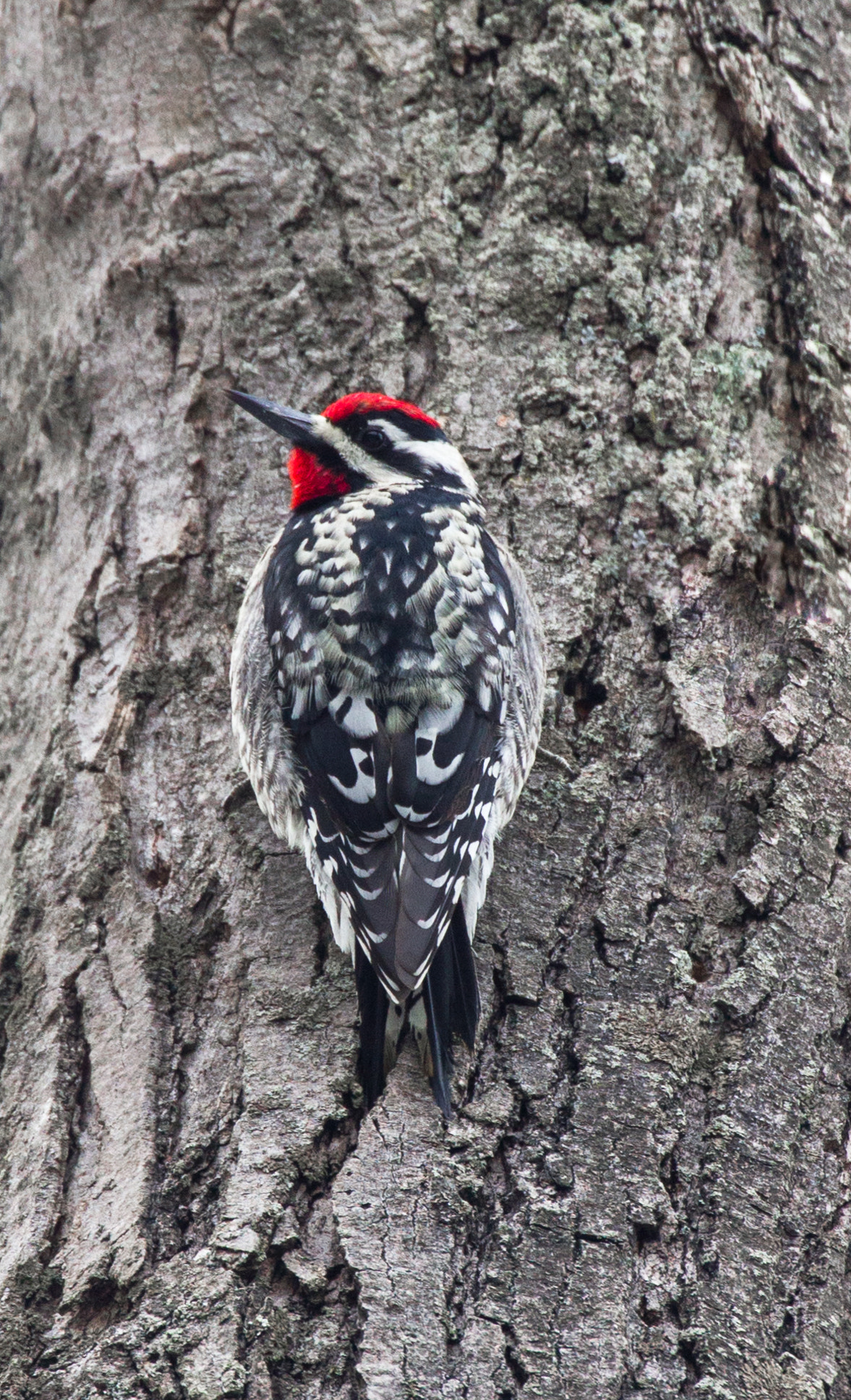 Canon EF 70-300mm F4-5.6L IS USM sample photo. Sapsucker interrupted photography