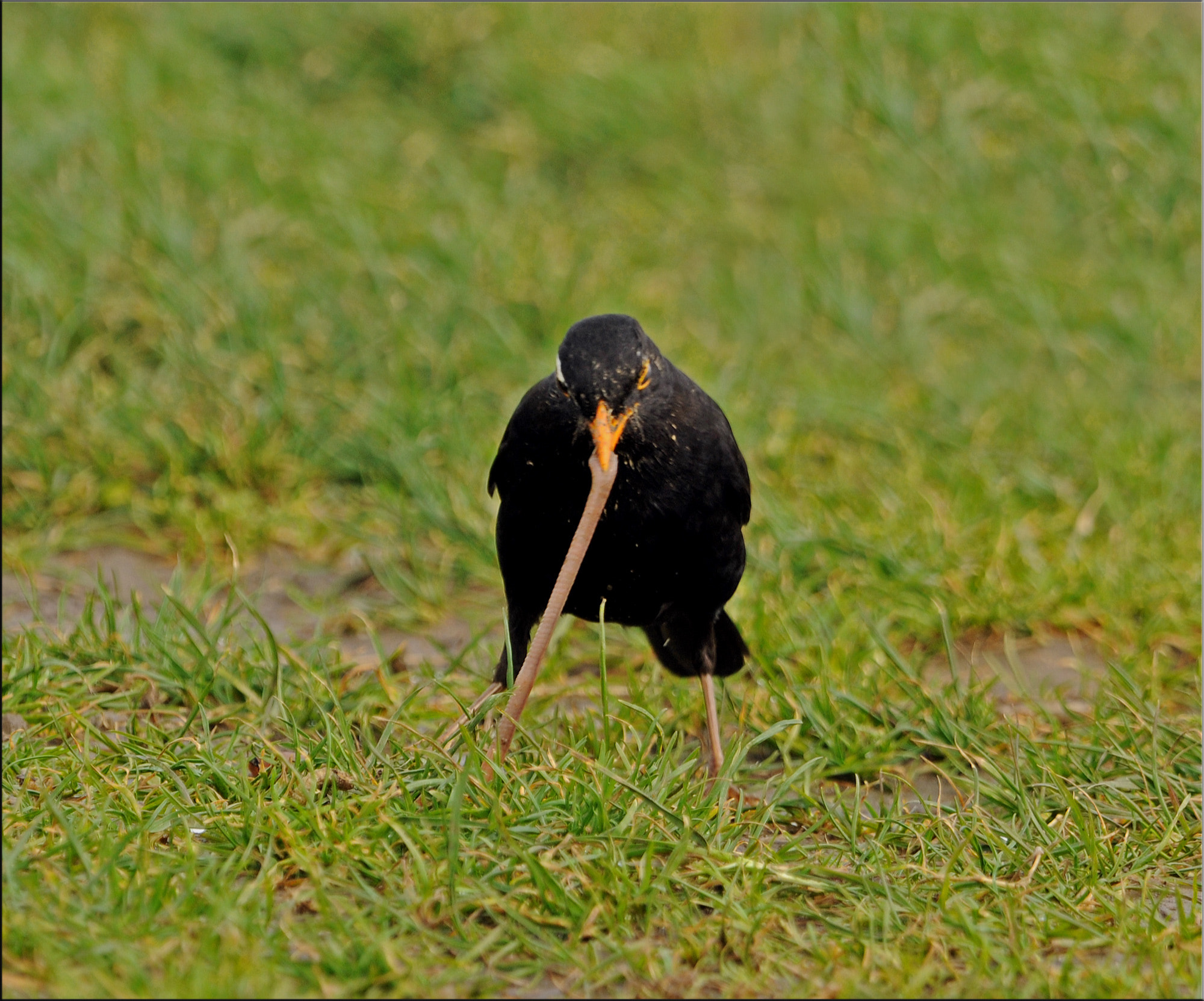 Nikon AF-S Nikkor 400mm F2.8G ED VR II sample photo. It is like .... photography