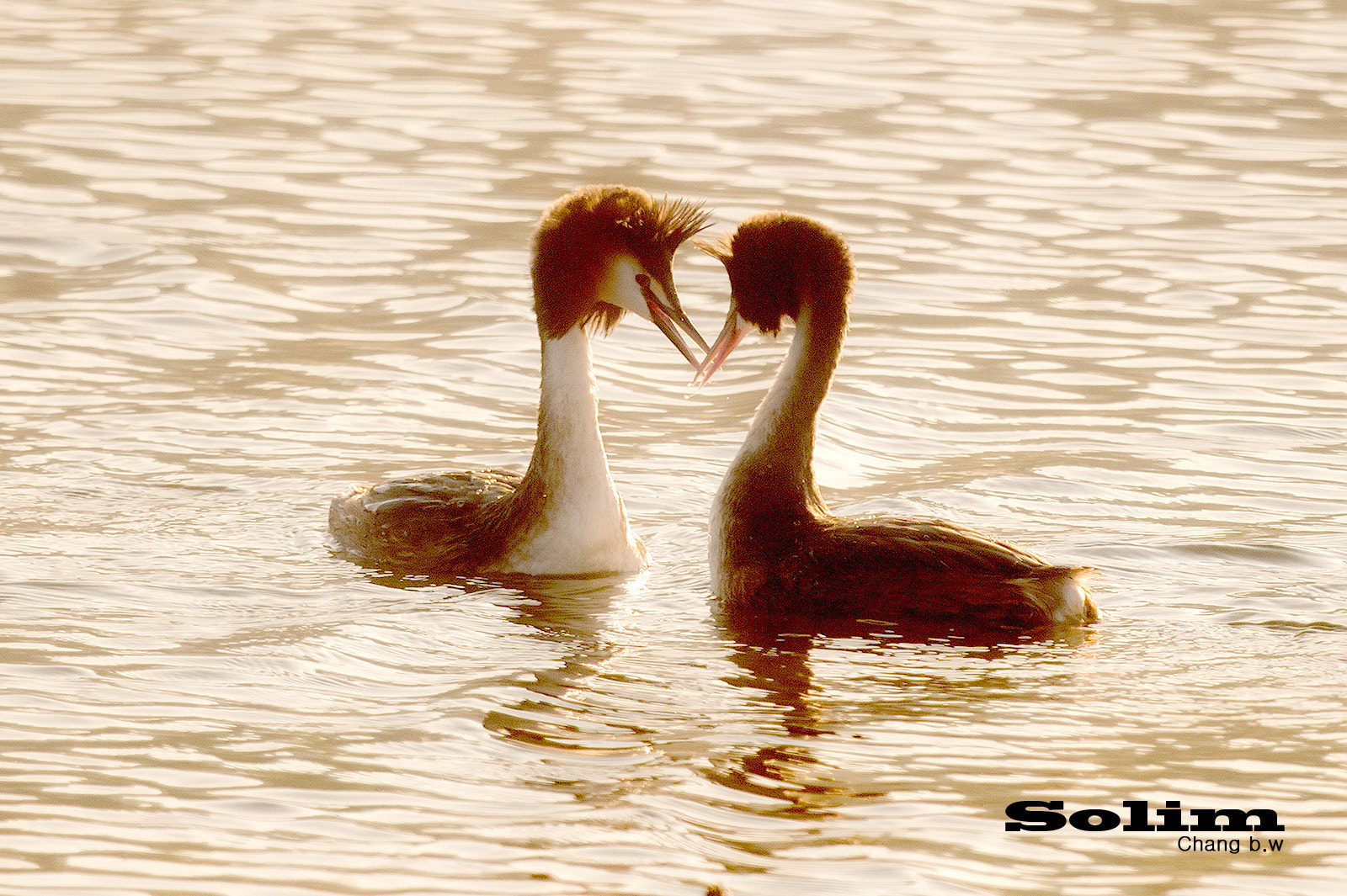 Sigma 24-60mm F2.8 EX DG sample photo. Great creasted grebe~~~ photography