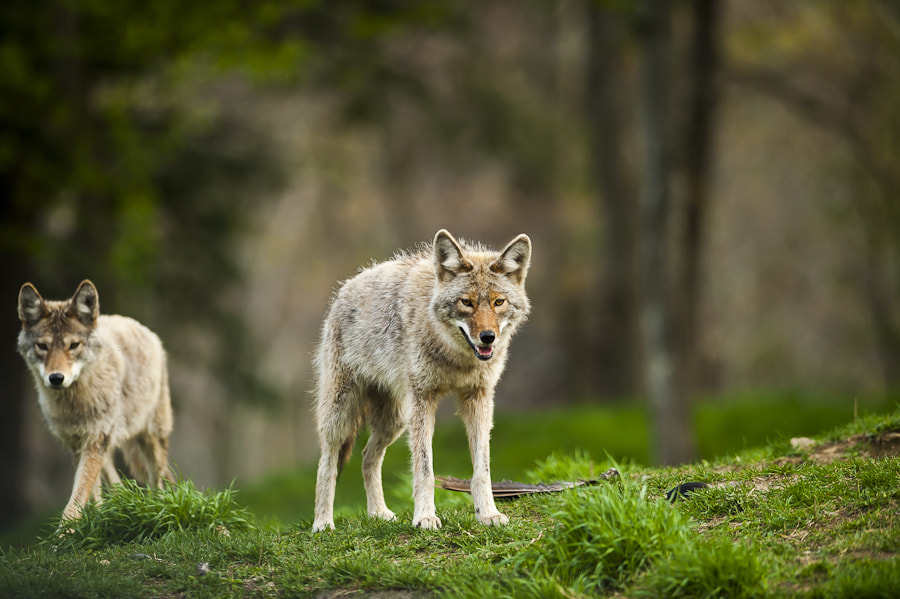 AF-S Nikkor 300mm f/2.8D IF-ED II sample photo. Coyote photography