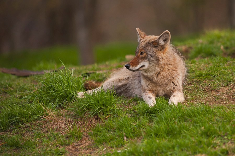 AF-S Nikkor 300mm f/2.8D IF-ED II sample photo. Coyote photography