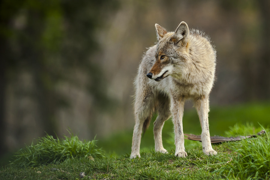 AF-S Nikkor 300mm f/2.8D IF-ED II sample photo. Coyote photography