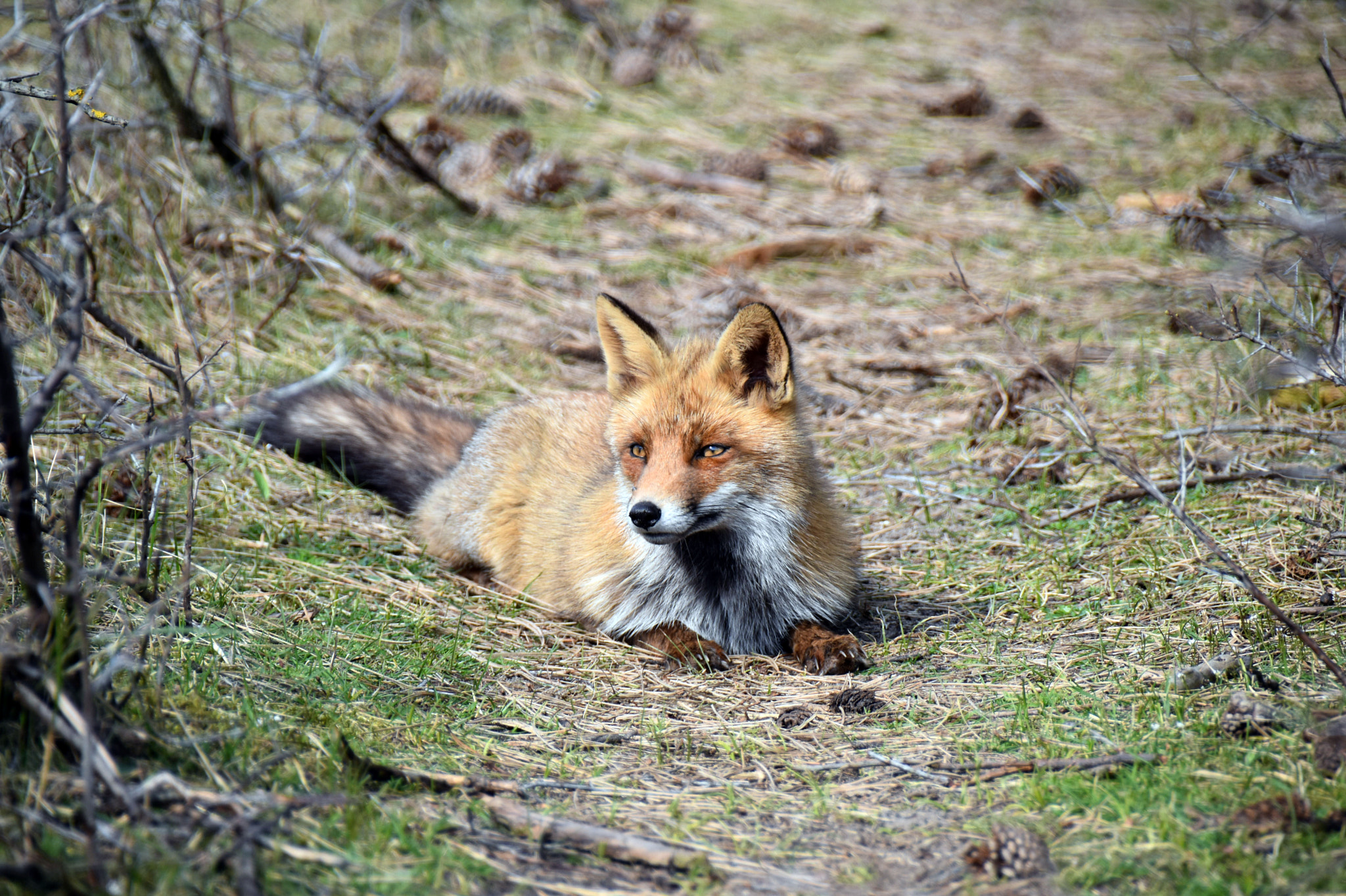 Sigma 18-250mm F3.5-6.3 DC Macro OS HSM sample photo. Fox photography