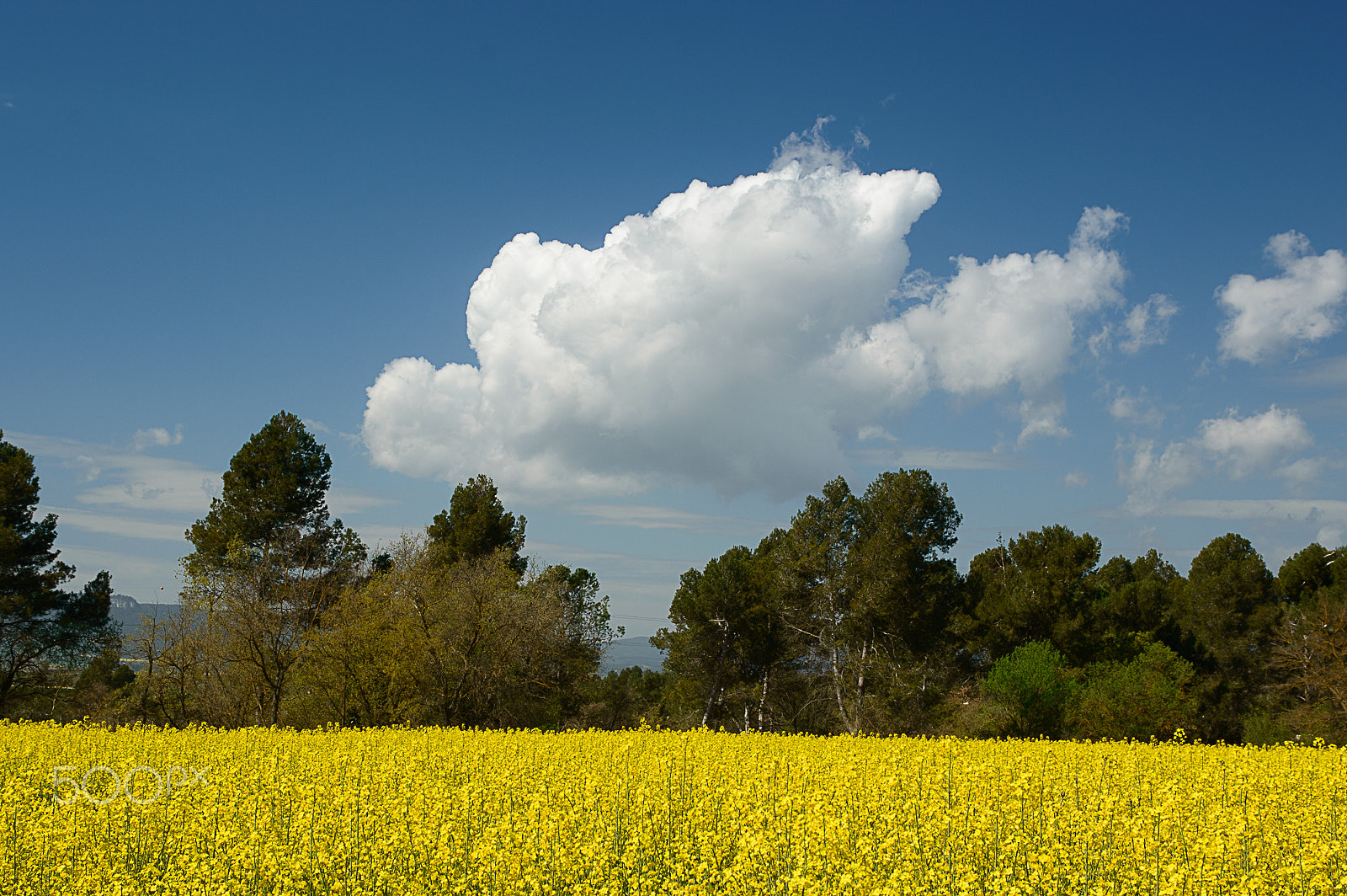 Sigma 17-70mm F2.8-4 DC Macro OS HSM | C sample photo. Colours of spring photography