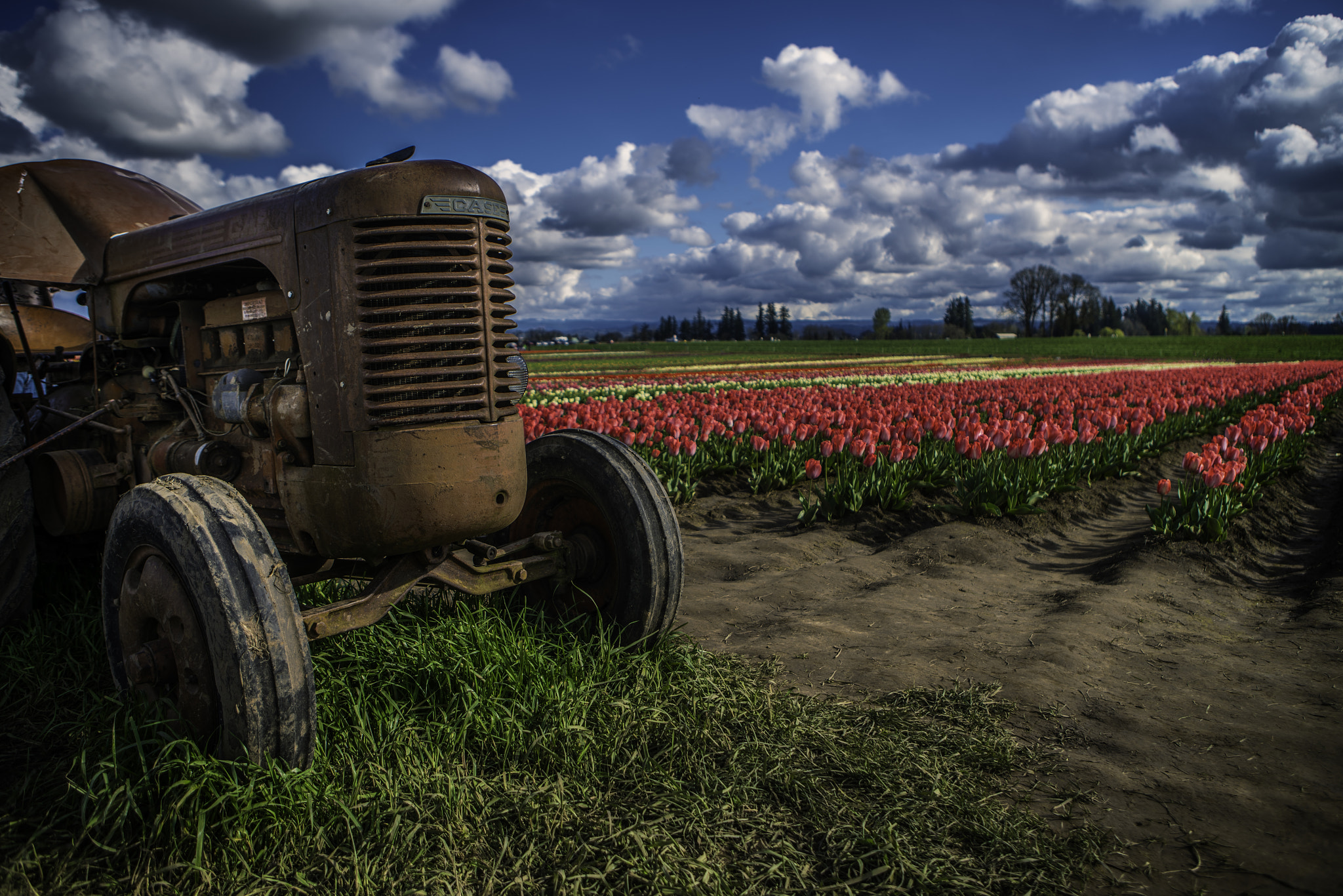 Sony a7R II + Canon EF 24-70mm F2.8L USM sample photo. Tractor n' tulips photography