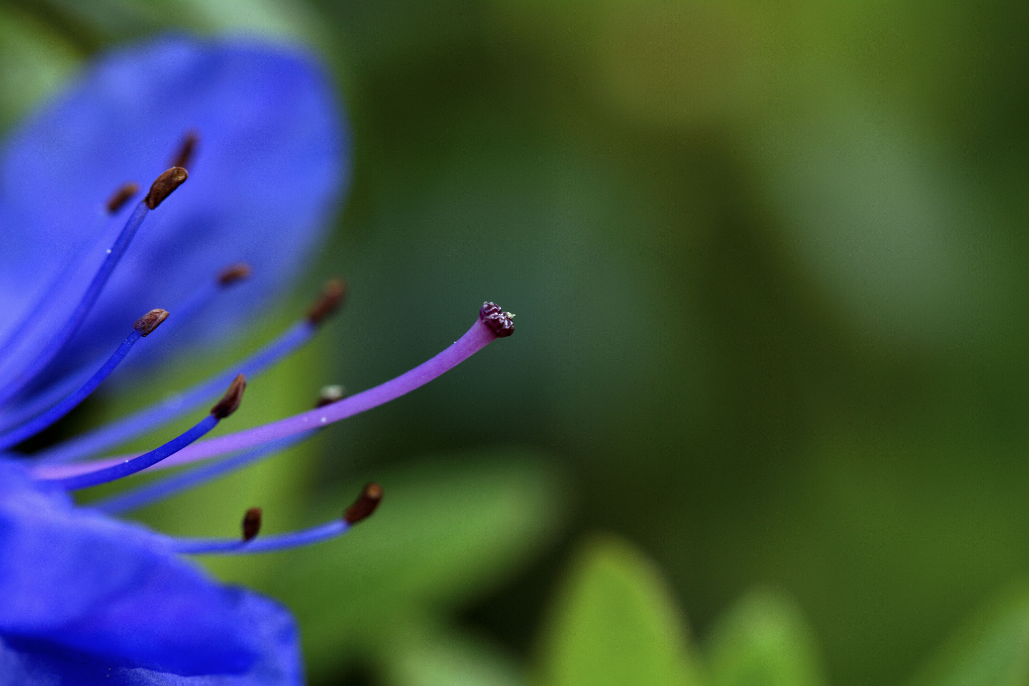 Canon EF 100mm F2.8L Macro IS USM sample photo. Flower photography