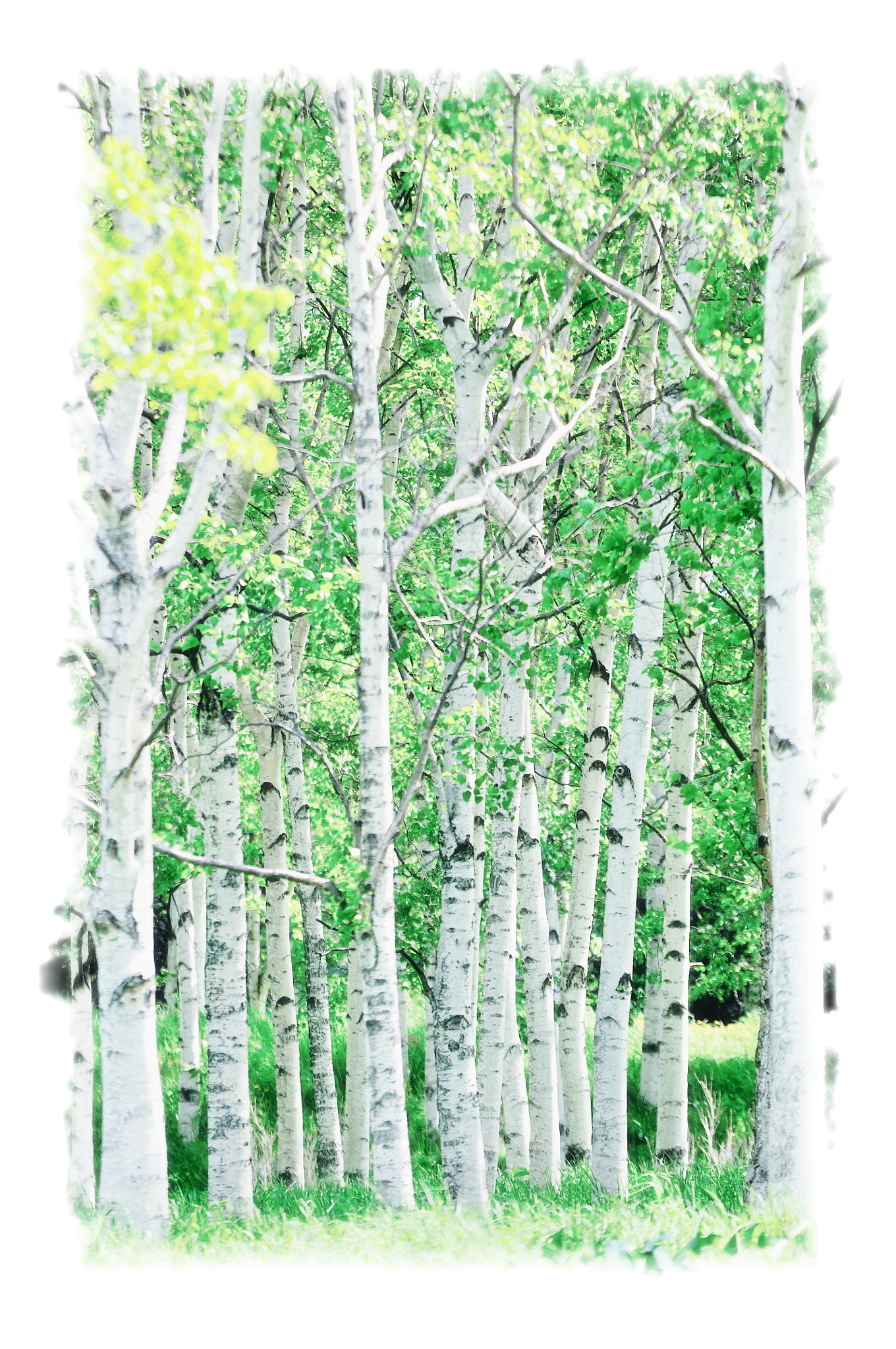 Sigma 70-200mm F2.8 EX DG OS HSM sample photo. Bright forest photography