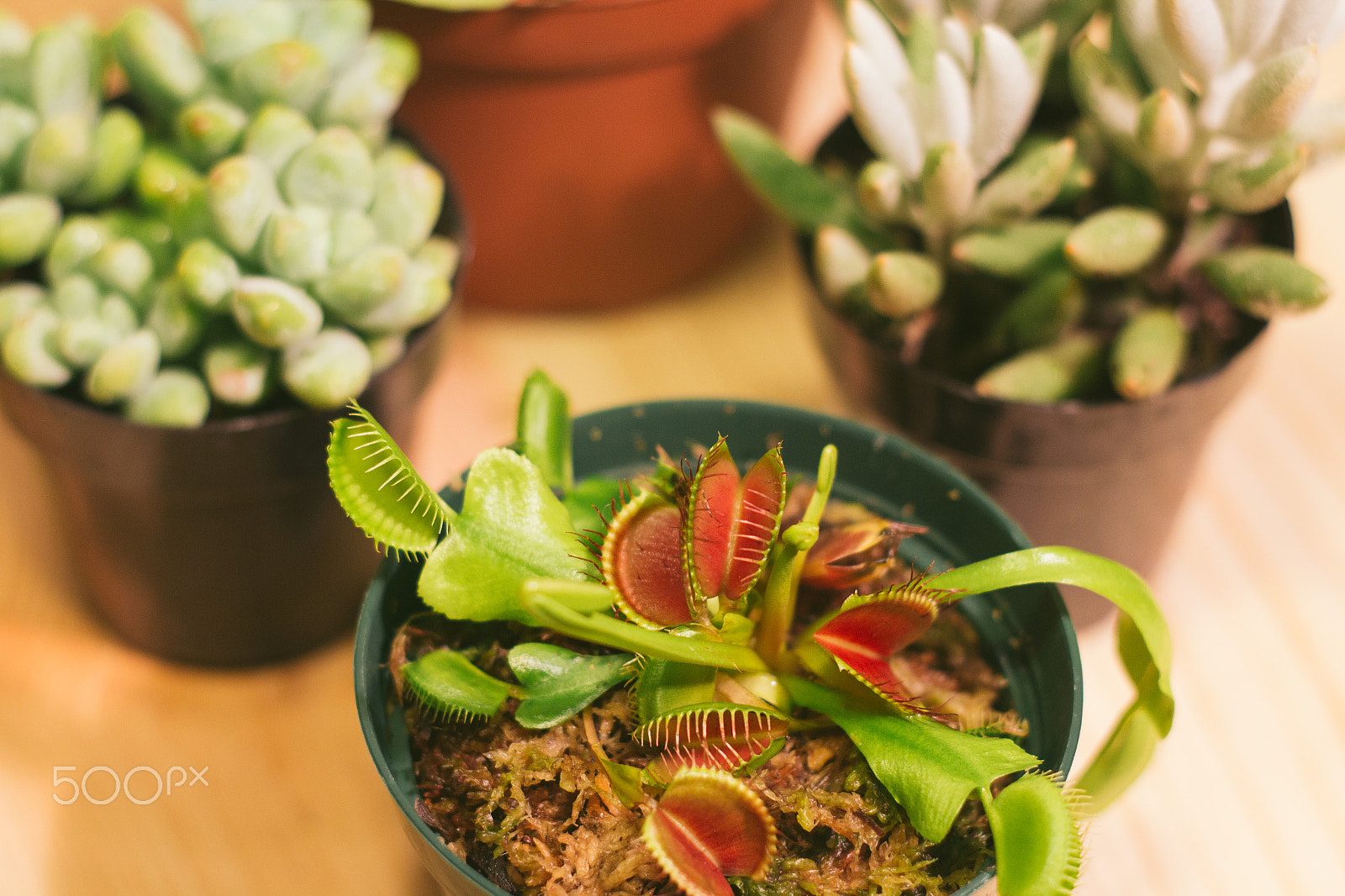 Canon EOS M + Canon EF 50mm F1.8 II sample photo. Venus flytrap photography