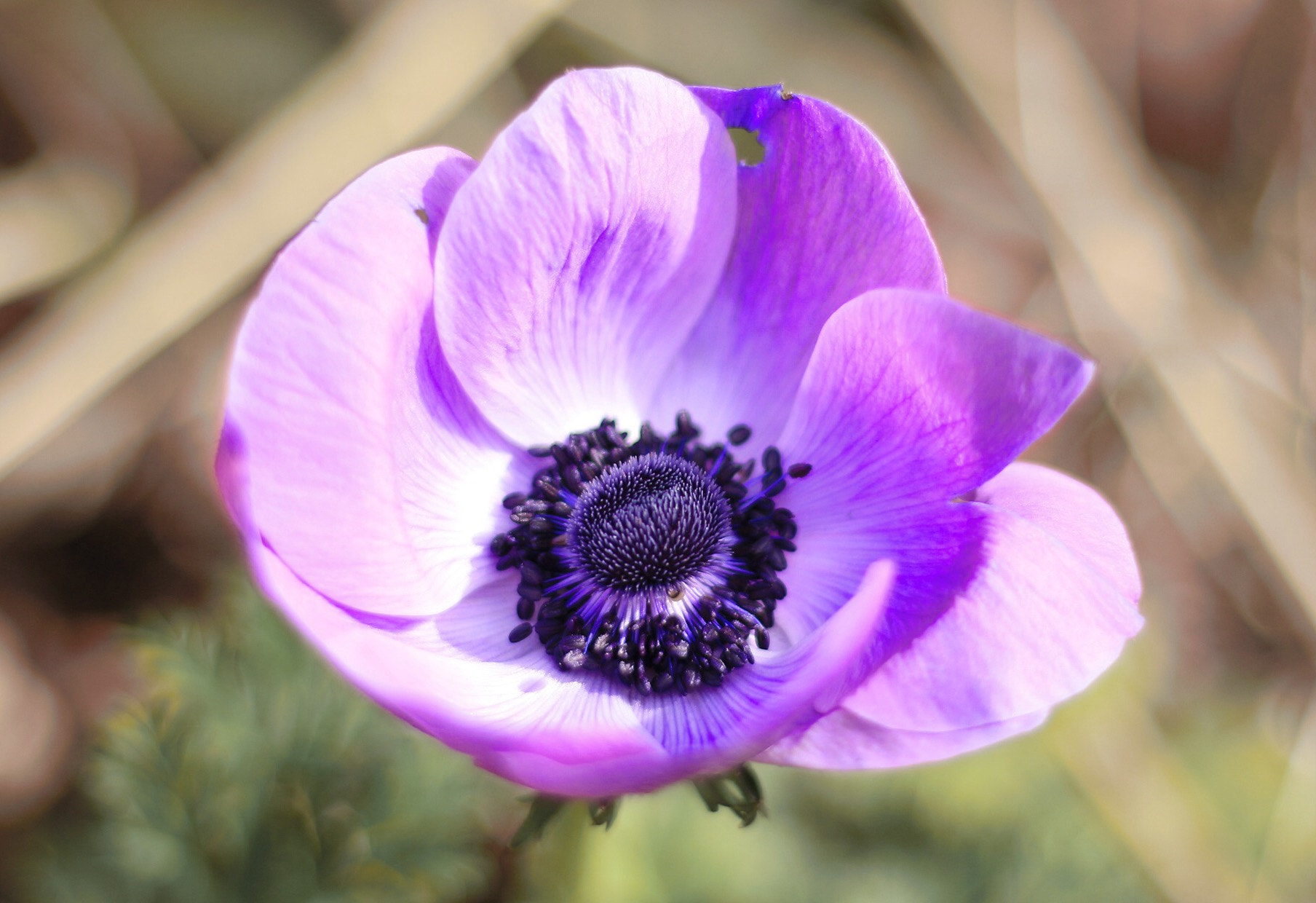 Canon EOS M + Canon EF 50mm F1.8 STM sample photo. Anemone photography