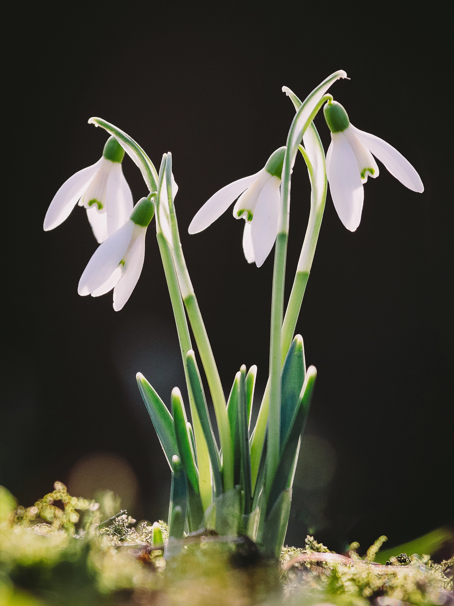 Canon EF 100-400mm F4.5-5.6L IS USM sample photo. Snowdrops photography