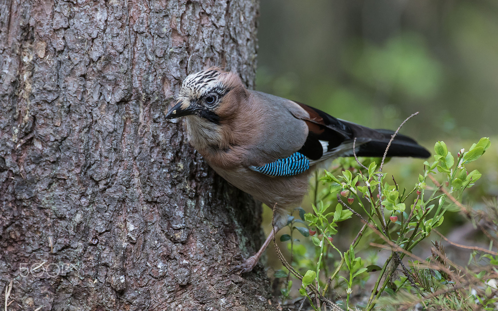 Canon EF 200-400mm F4L IS USM Extender 1.4x sample photo. Jay photography