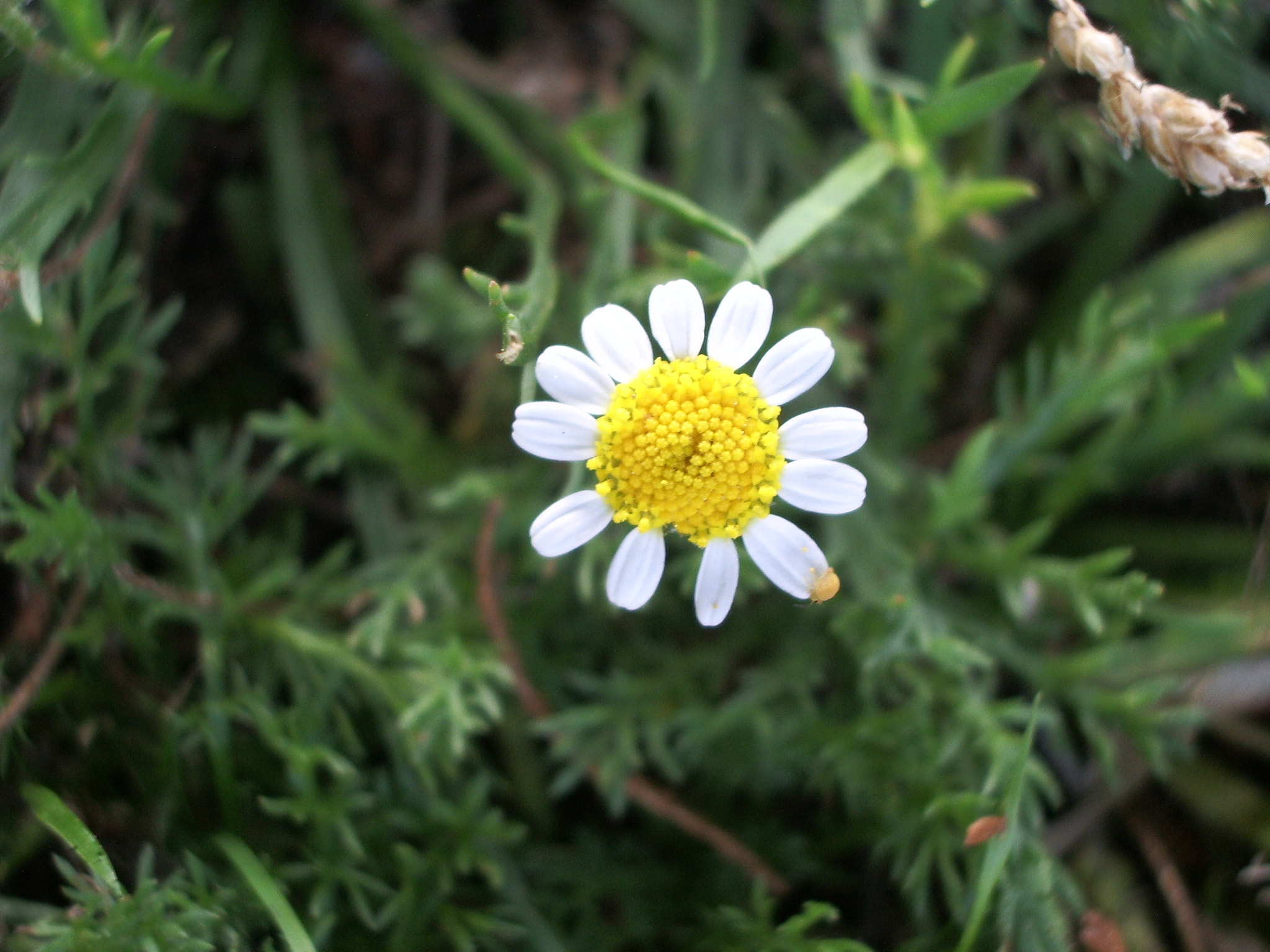 Pentax OPTIO S50 sample photo