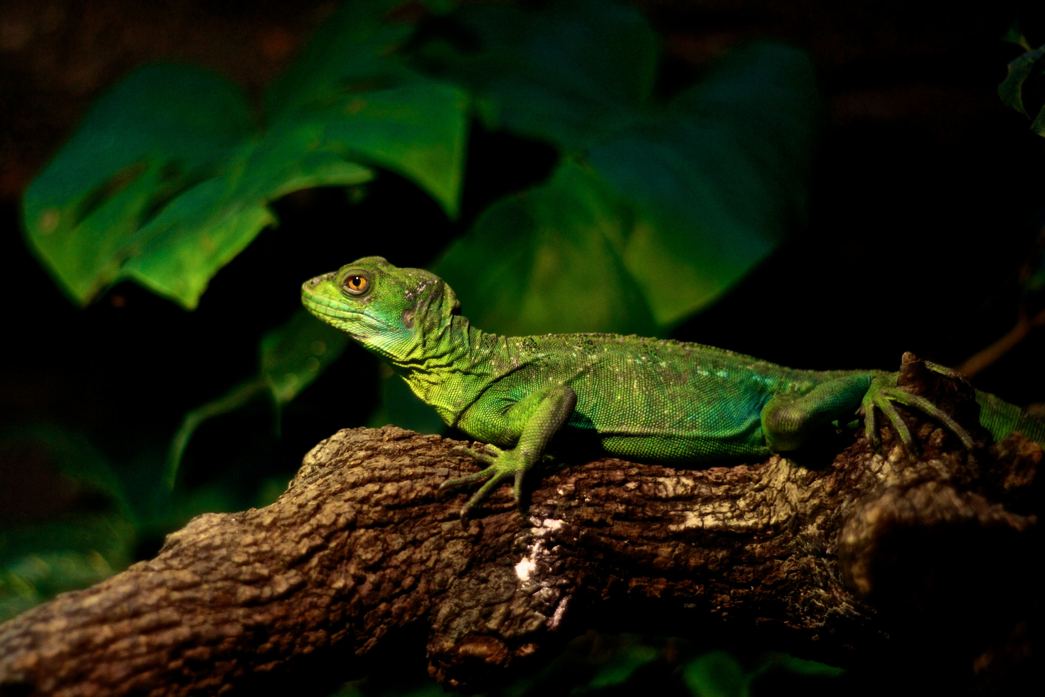Canon EF 35-80mm f/4-5.6 sample photo. Lizzard photography